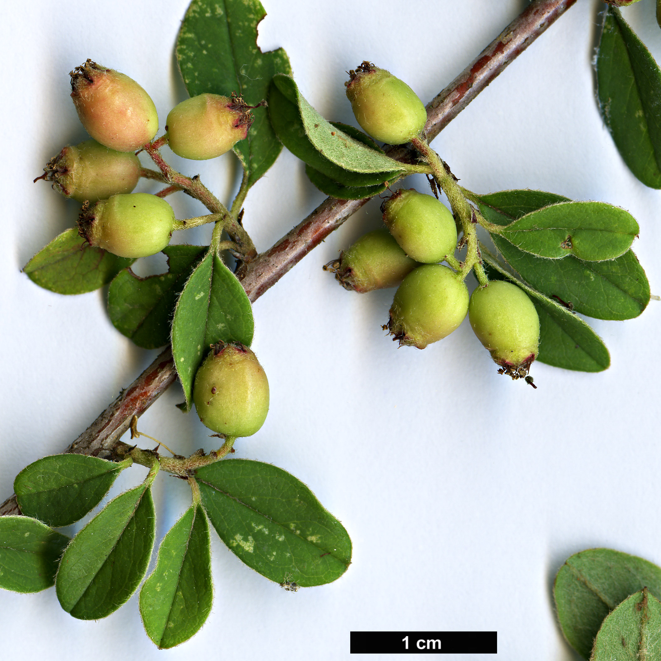 High resolution image: Family: Rosaceae - Genus: Cotoneaster - Taxon: ludlowii