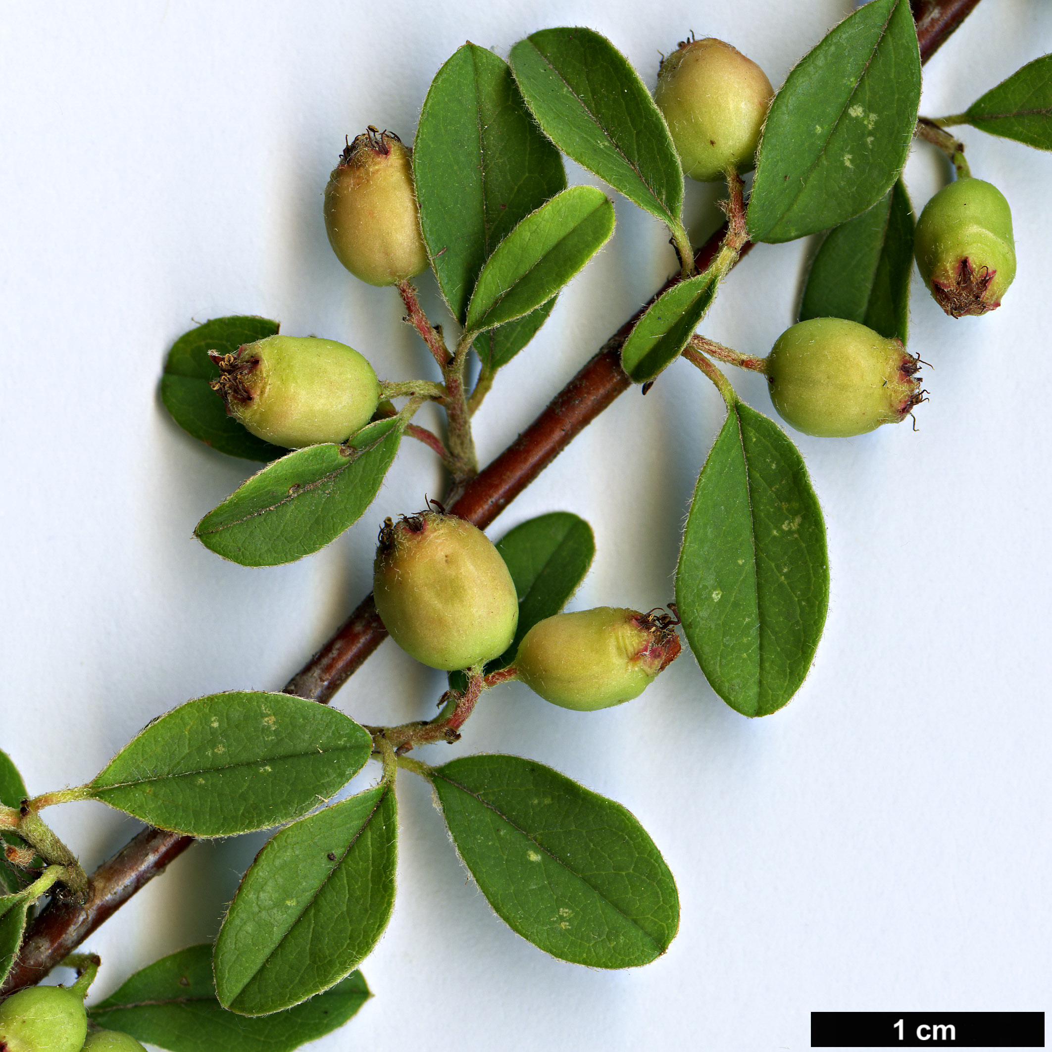High resolution image: Family: Rosaceae - Genus: Cotoneaster - Taxon: ludlowii