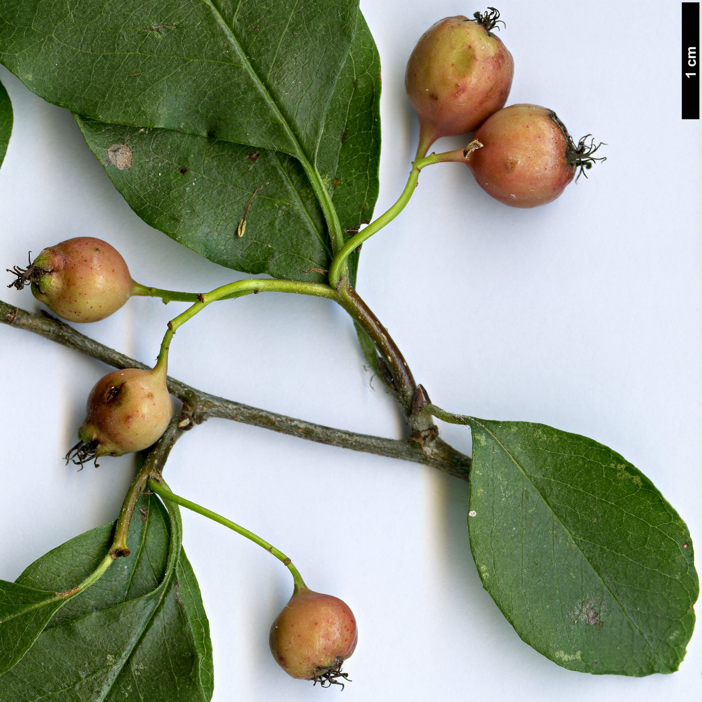 High resolution image: Family: Rosaceae - Genus: Cotoneaster - Taxon: magnificus