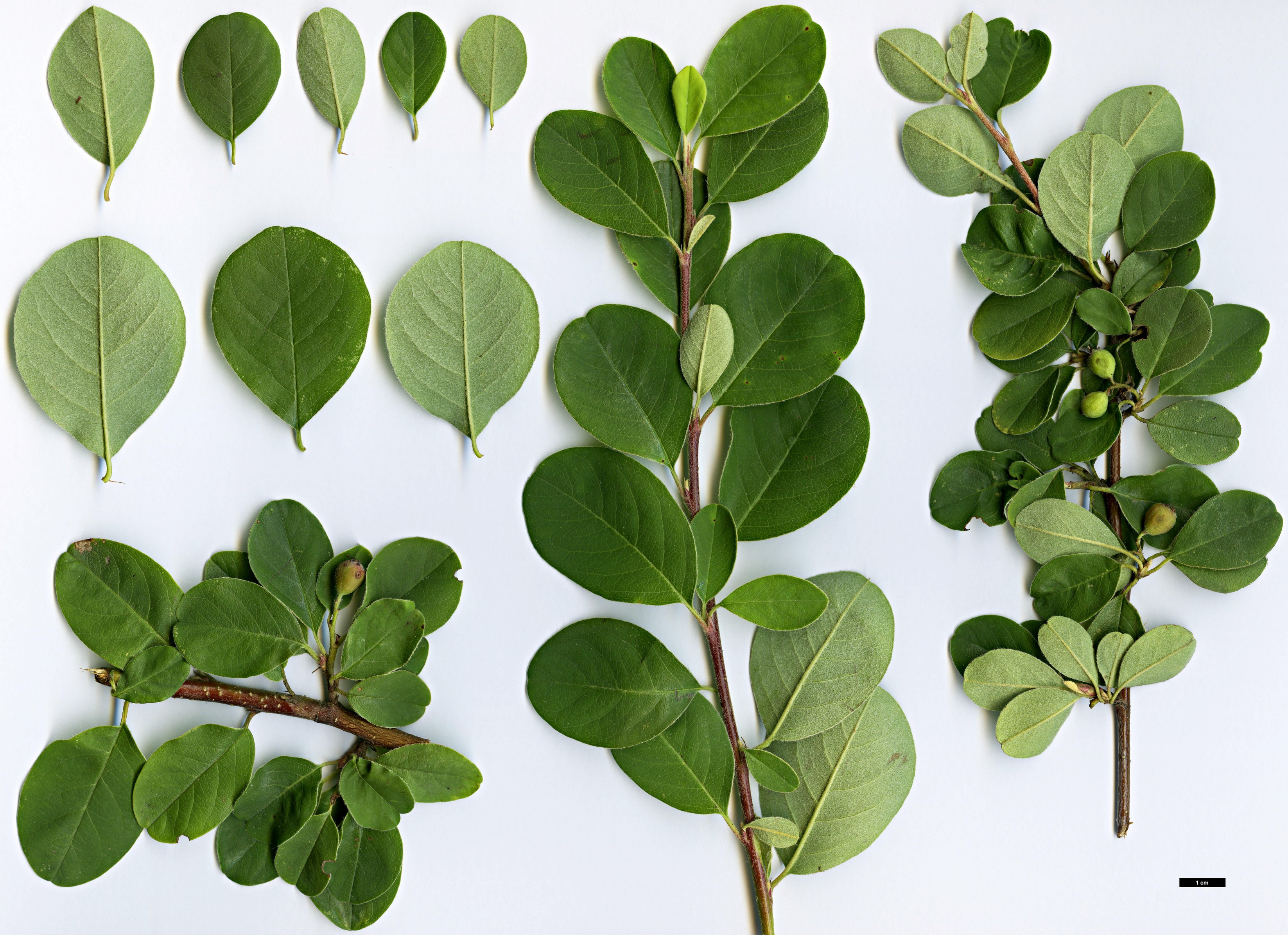 High resolution image: Family: Rosaceae - Genus: Cotoneaster - Taxon: majusculus