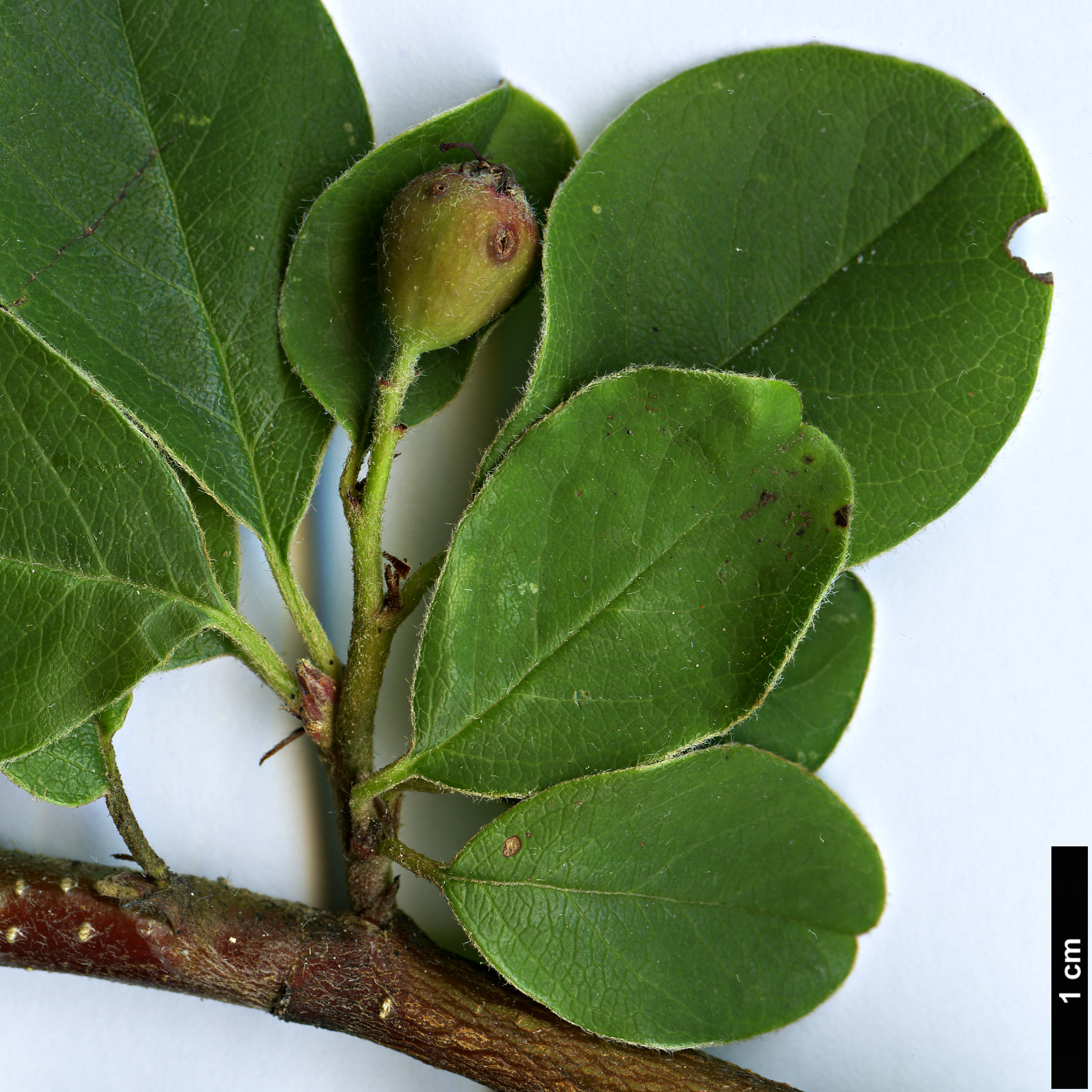 High resolution image: Family: Rosaceae - Genus: Cotoneaster - Taxon: majusculus