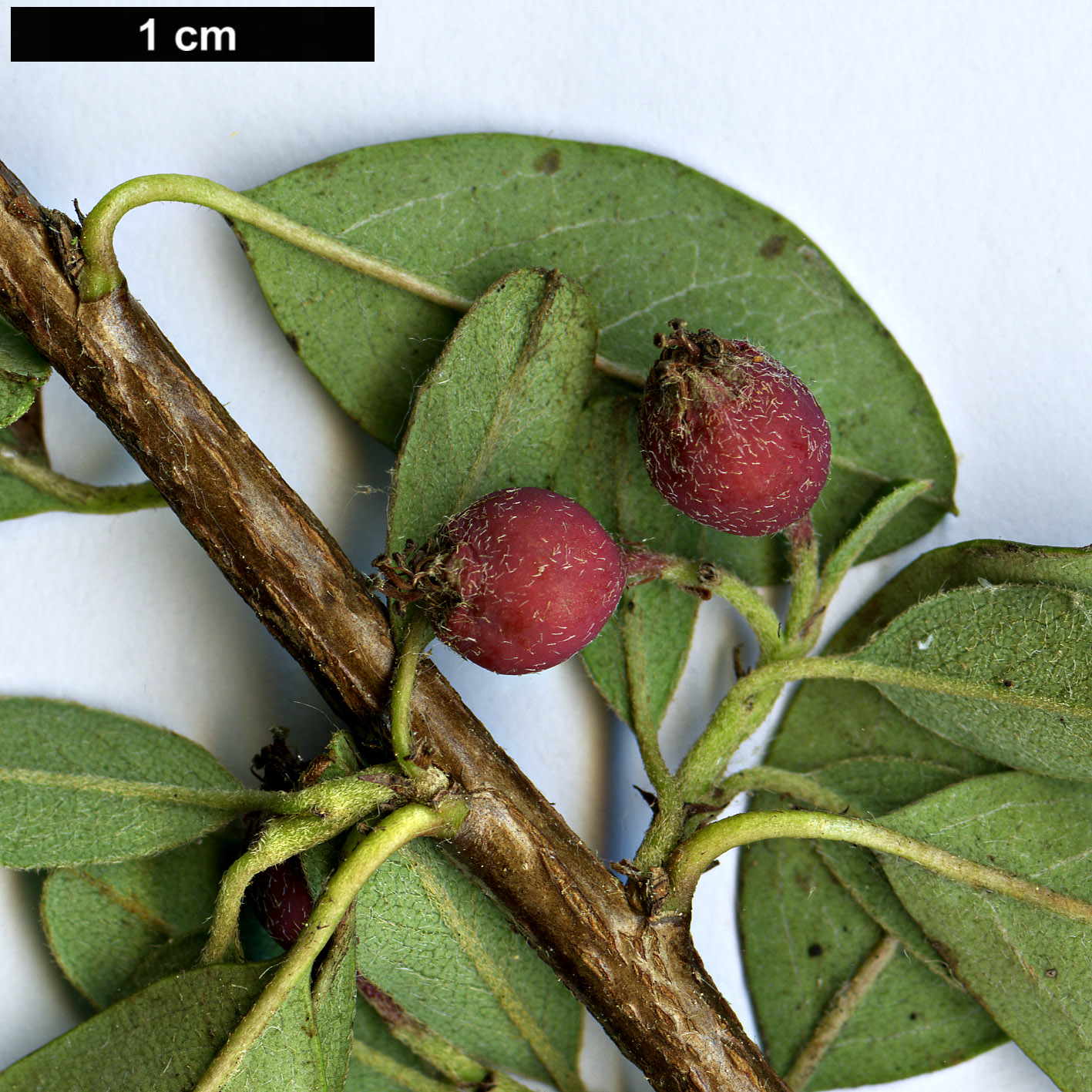 High resolution image: Family: Rosaceae - Genus: Cotoneaster - Taxon: marginatus - SpeciesSub: ’Eastleigh’