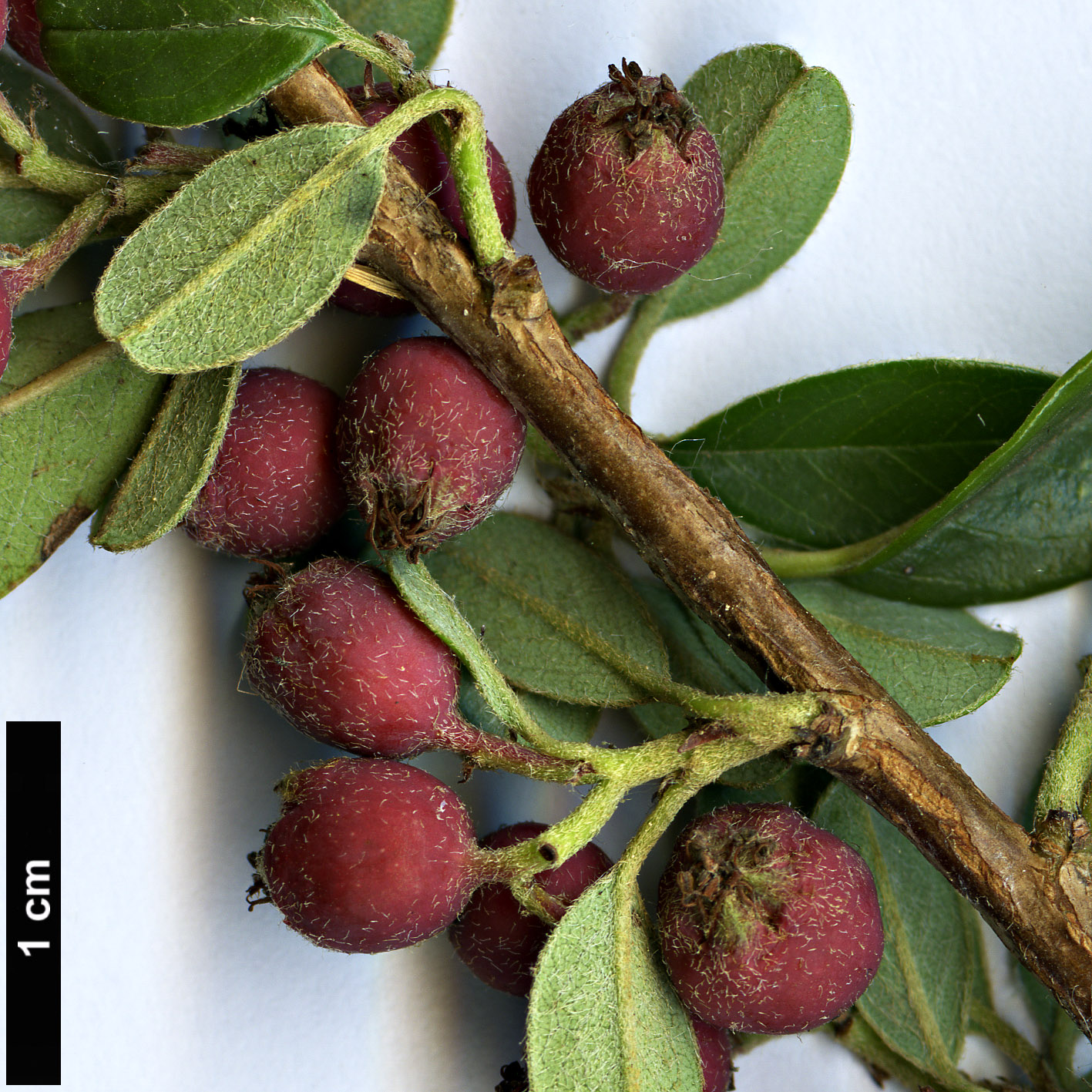 High resolution image: Family: Rosaceae - Genus: Cotoneaster - Taxon: marginatus - SpeciesSub: ’Eastleigh’