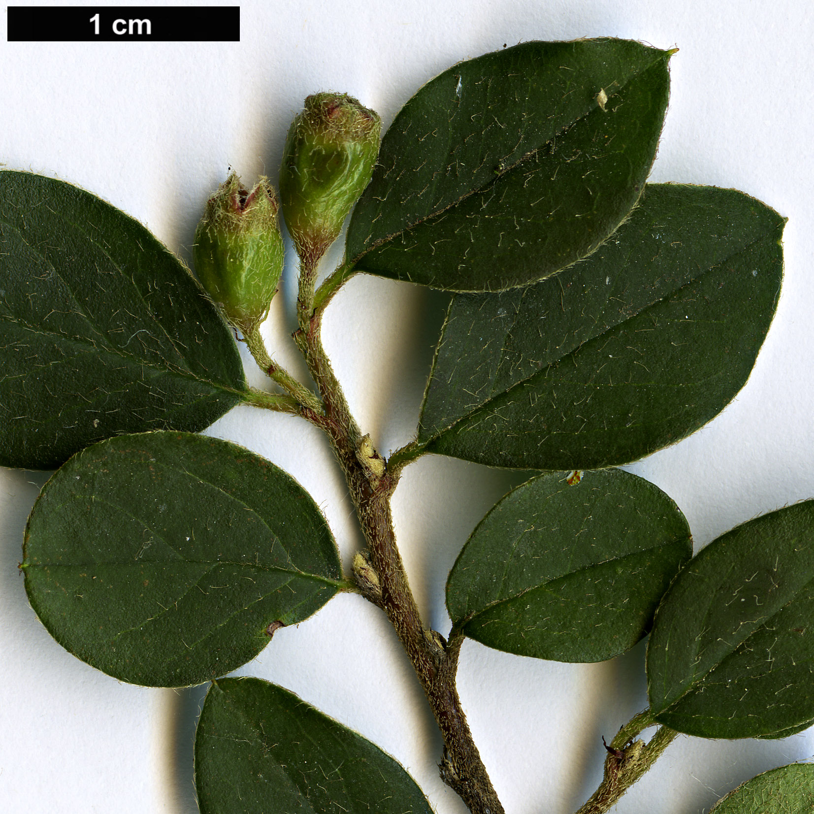 High resolution image: Family: Rosaceae - Genus: Cotoneaster - Taxon: marroninus
