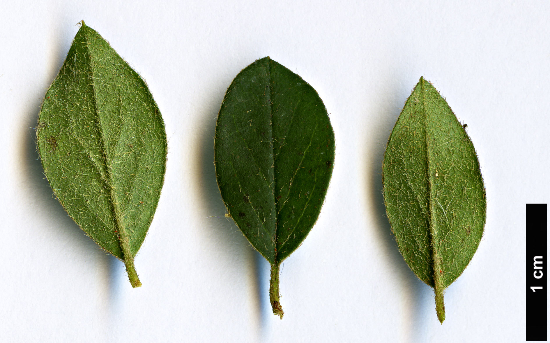 High resolution image: Family: Rosaceae - Genus: Cotoneaster - Taxon: marroninus