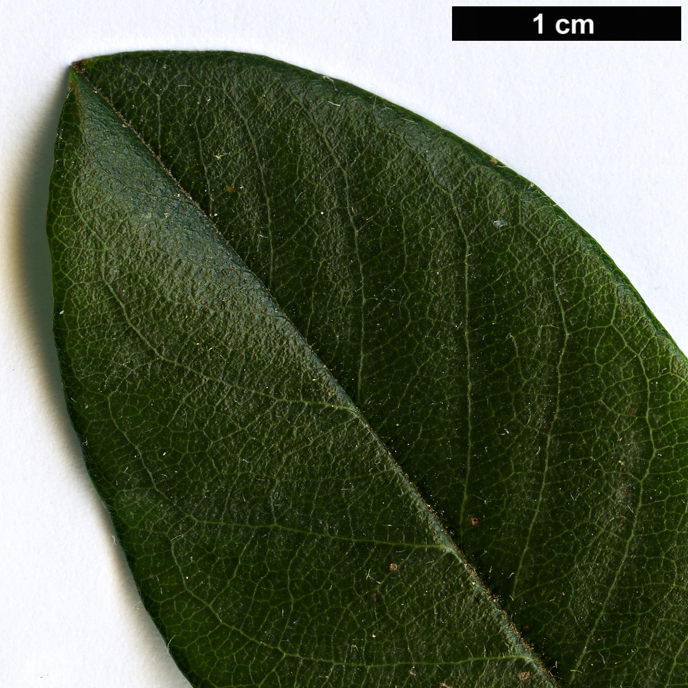 High resolution image: Family: Rosaceae - Genus: Cotoneaster - Taxon: meiophyllus High resolution image: Family: Rosaceae - Genus: Cotoneaster - Taxon: meiophyllus