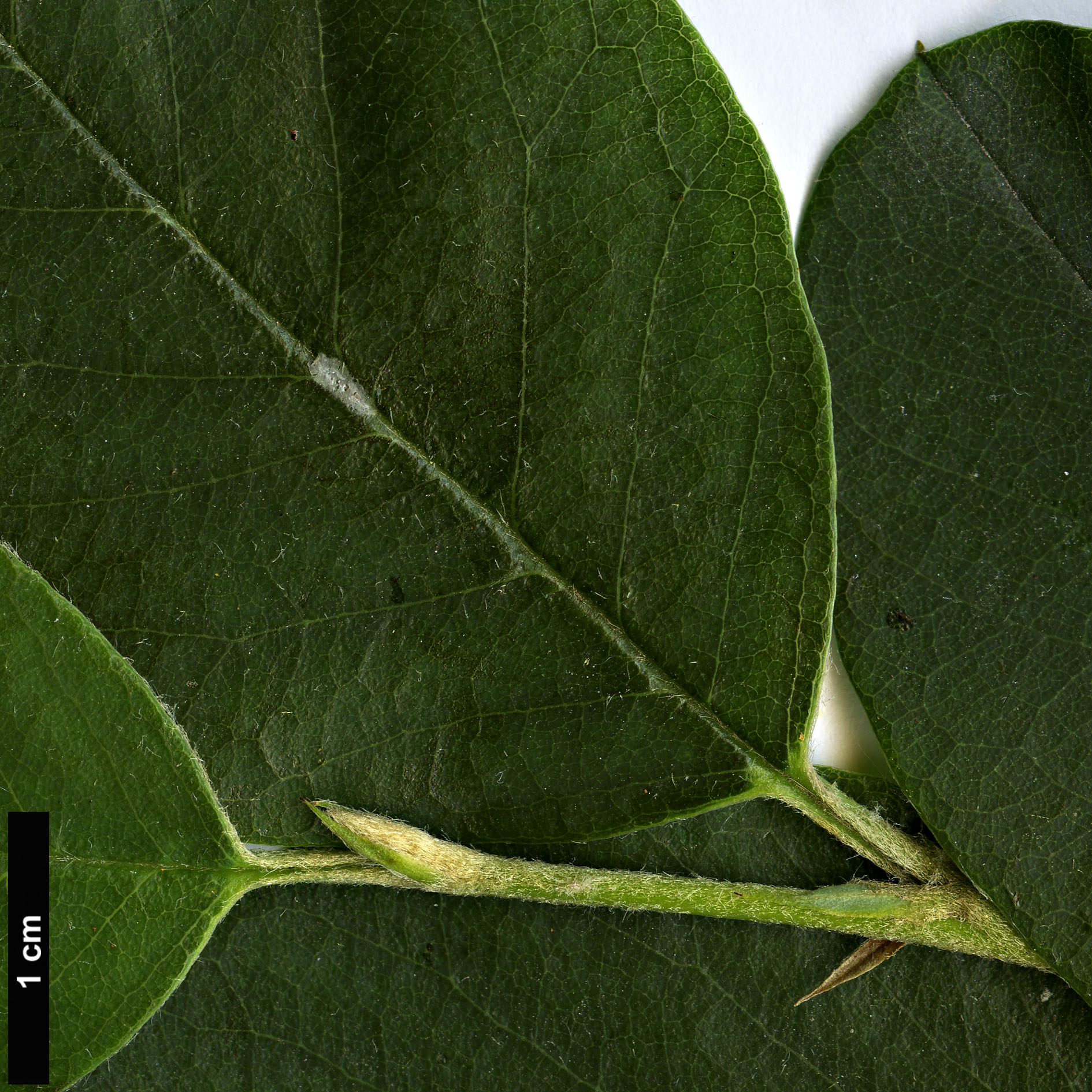High resolution image: Family: Rosaceae - Genus: Cotoneaster - Taxon: meiophyllus