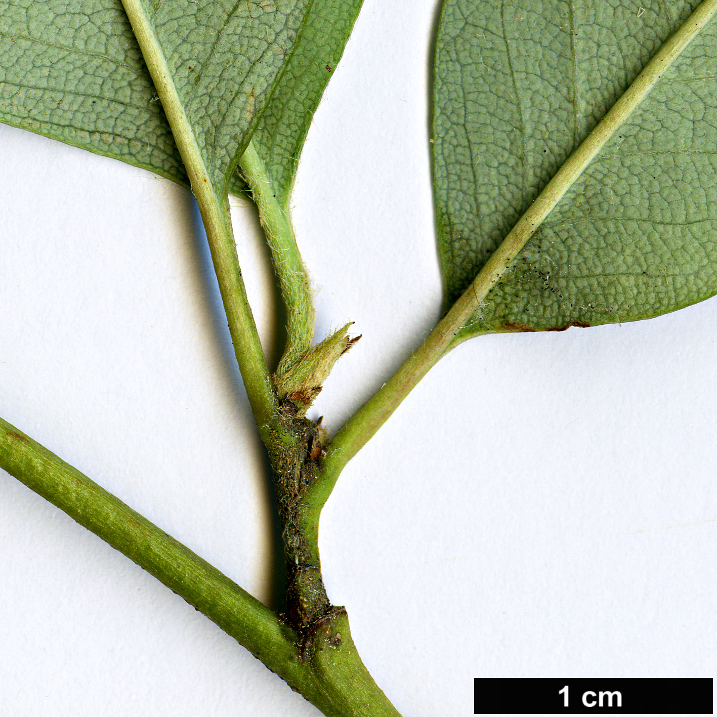 High resolution image: Family: Rosaceae - Genus: Cotoneaster - Taxon: meiophyllus