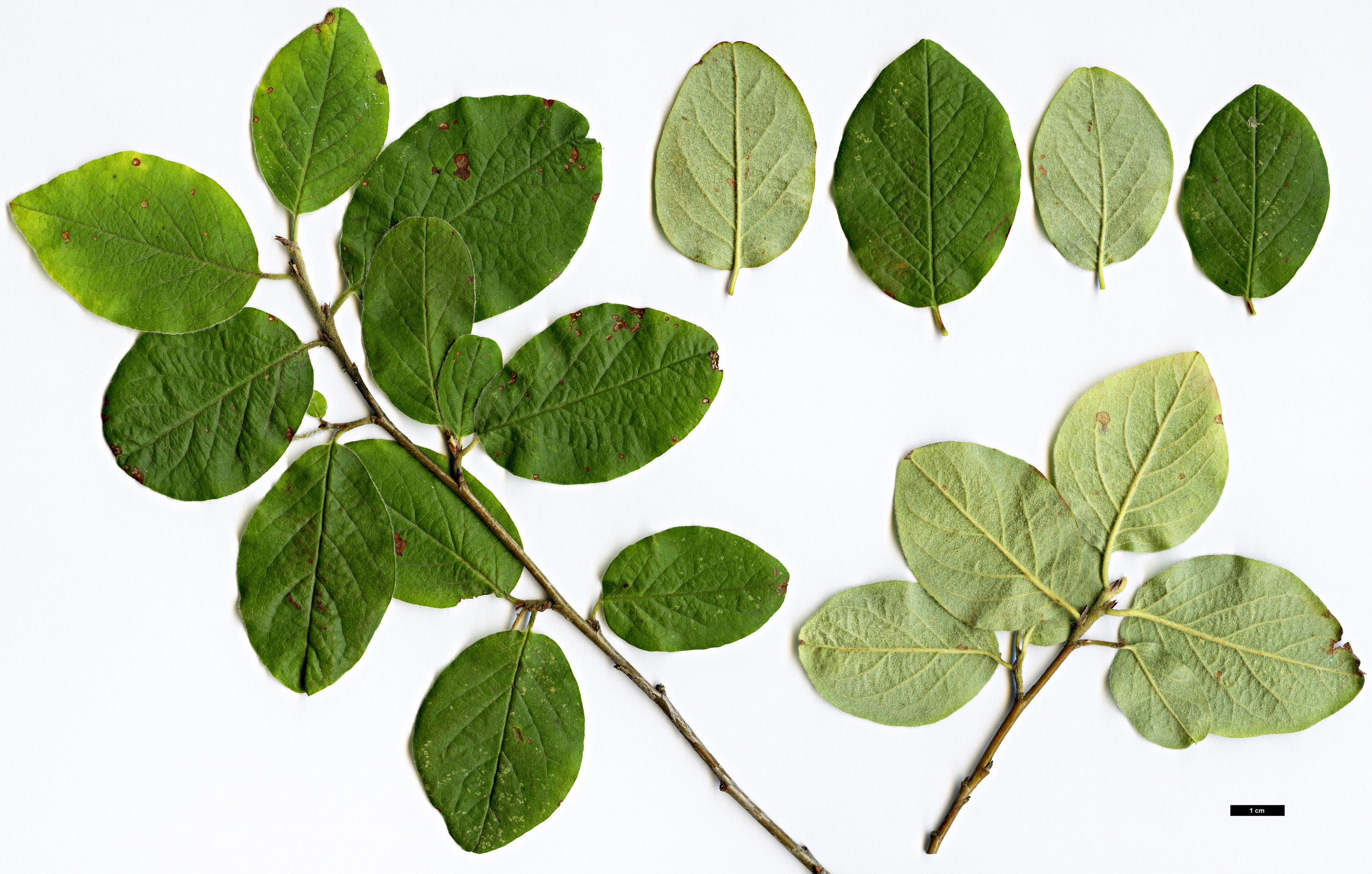High resolution image: Family: Rosaceae - Genus: Cotoneaster - Taxon: melanocarpus