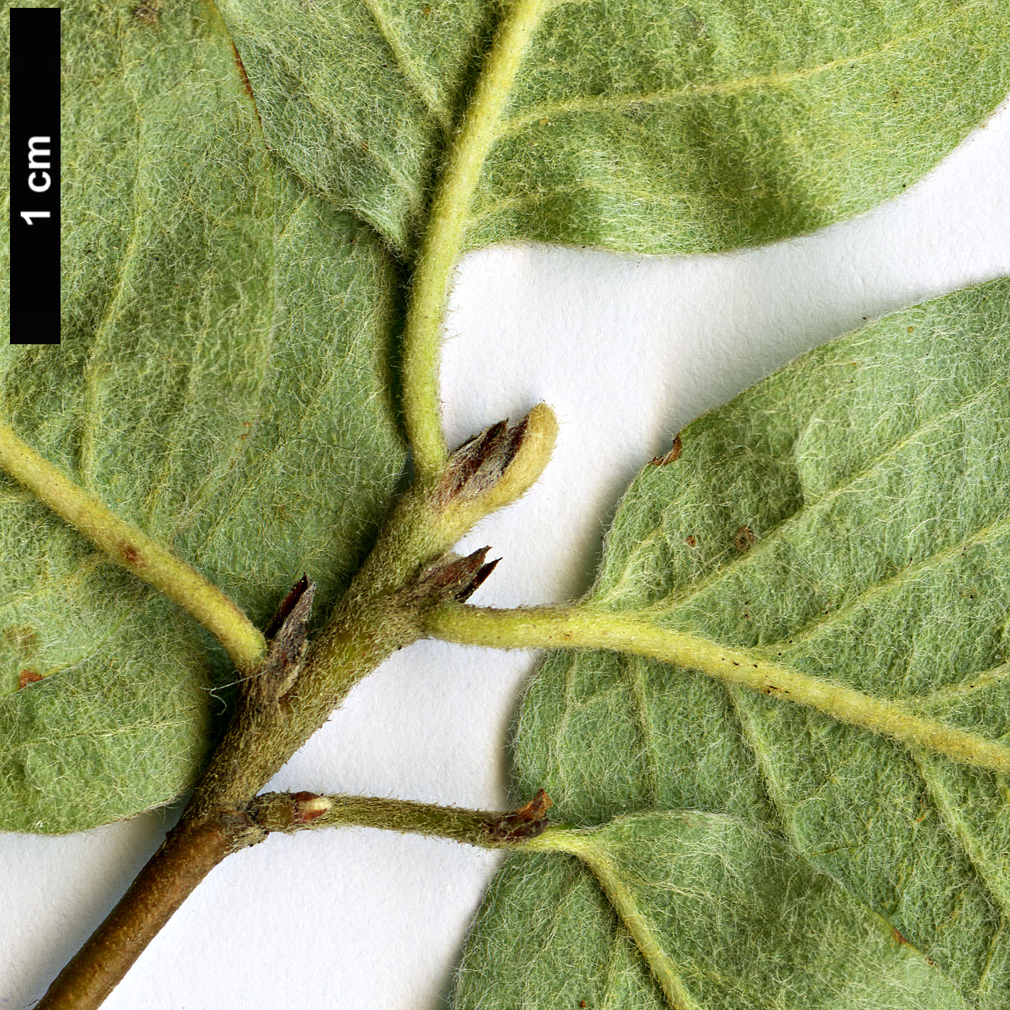 High resolution image: Family: Rosaceae - Genus: Cotoneaster - Taxon: melanocarpus