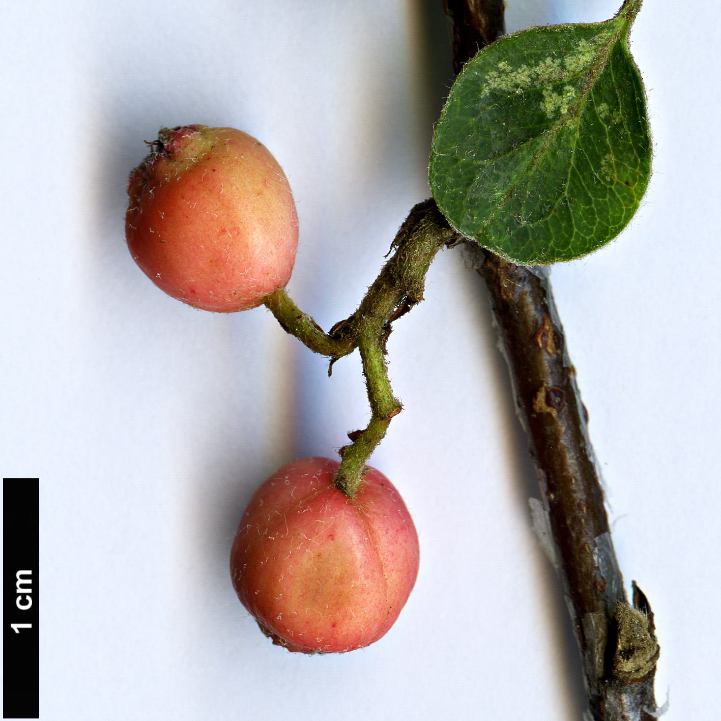 High resolution image: Family: Rosaceae - Genus: Cotoneaster - Taxon: microcarpus