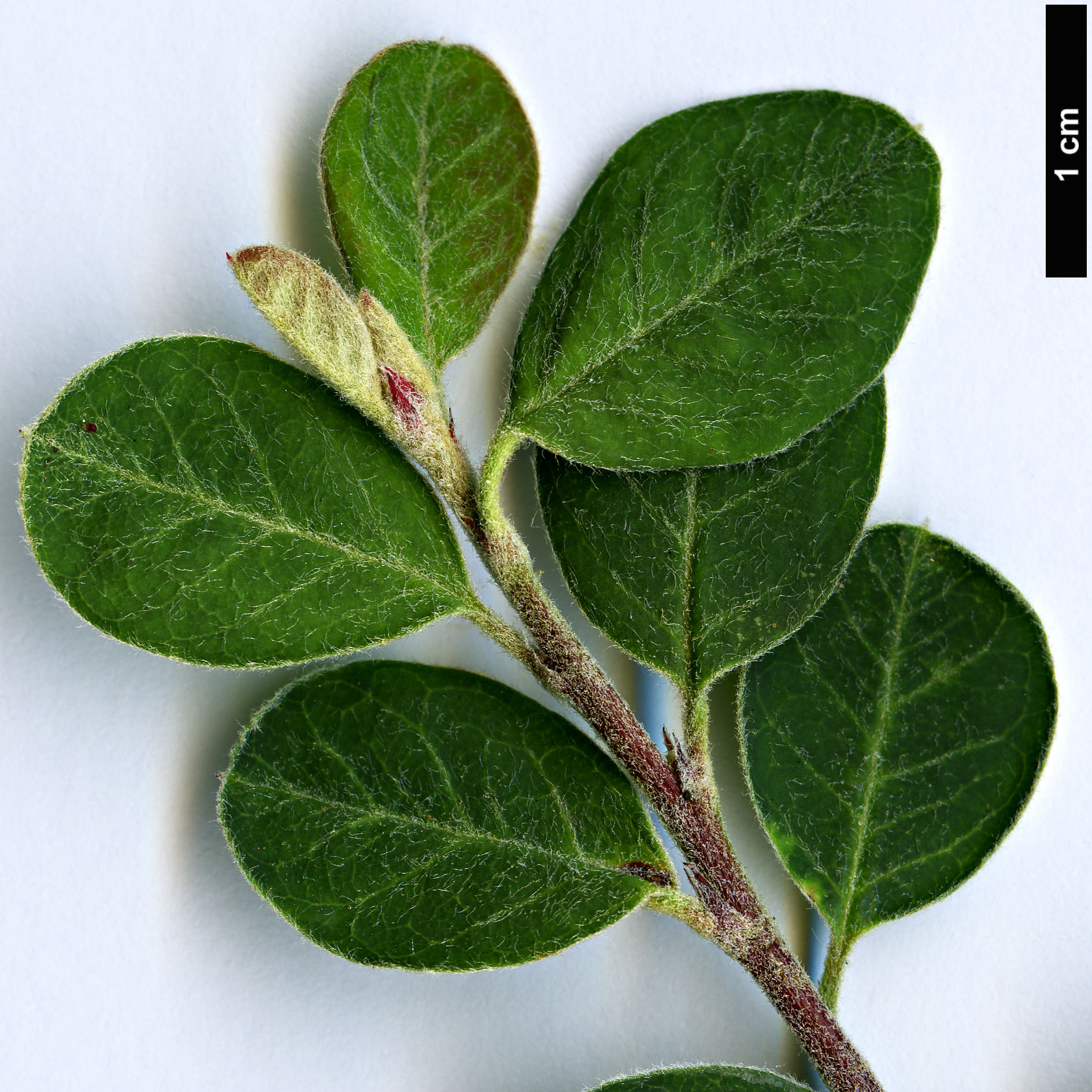 High resolution image: Family: Rosaceae - Genus: Cotoneaster - Taxon: microcarpus