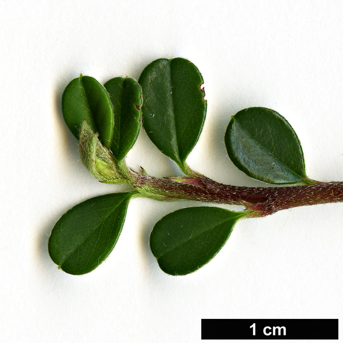 High resolution image: Family: Rosaceae - Genus: Cotoneaster - Taxon: microphyllus High resolution image: Family: Rosaceae - Genus: Cotoneaster - Taxon: microphyllus