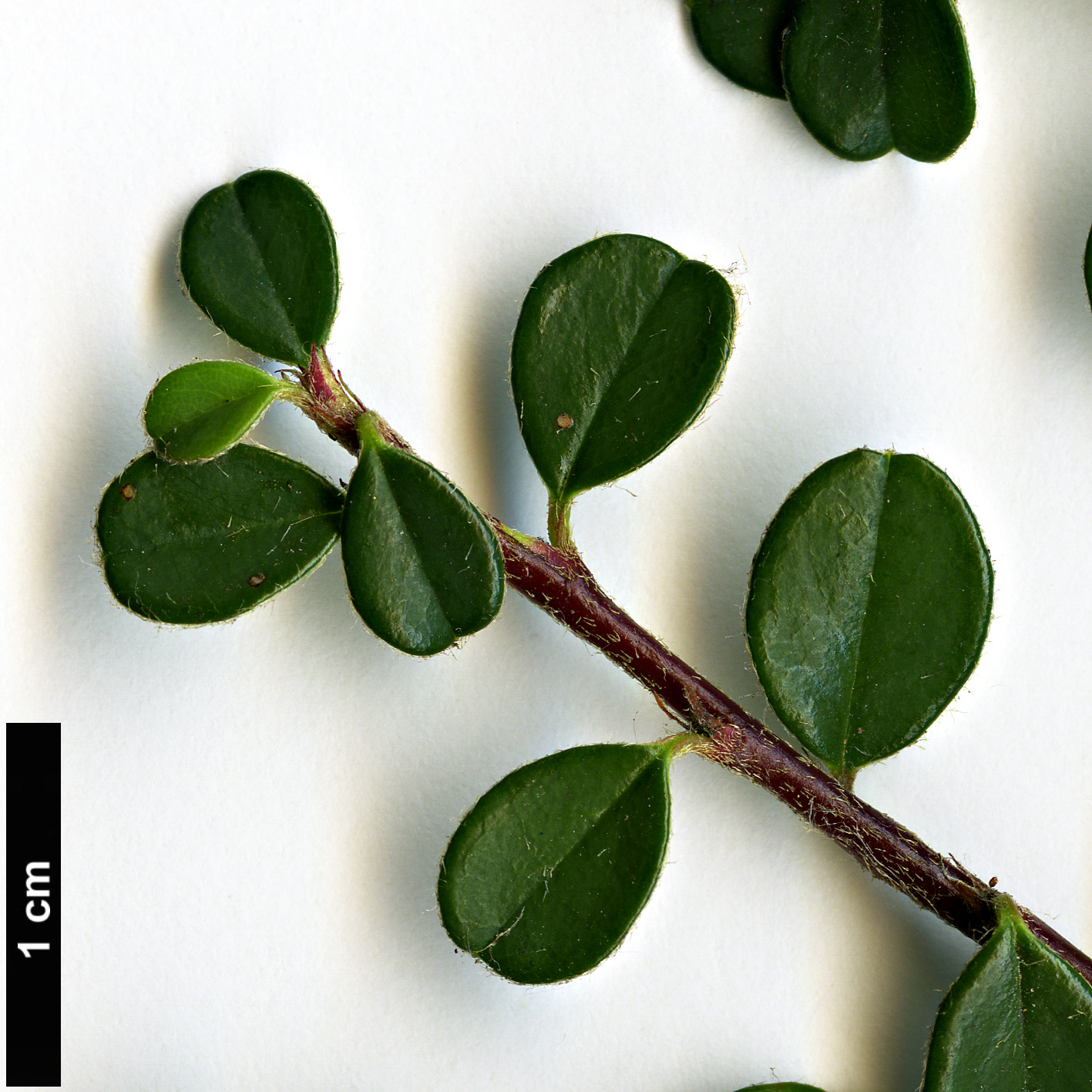 High resolution image: Family: Rosaceae - Genus: Cotoneaster - Taxon: microphyllus High resolution image: Family: Rosaceae - Genus: Cotoneaster - Taxon: microphyllus