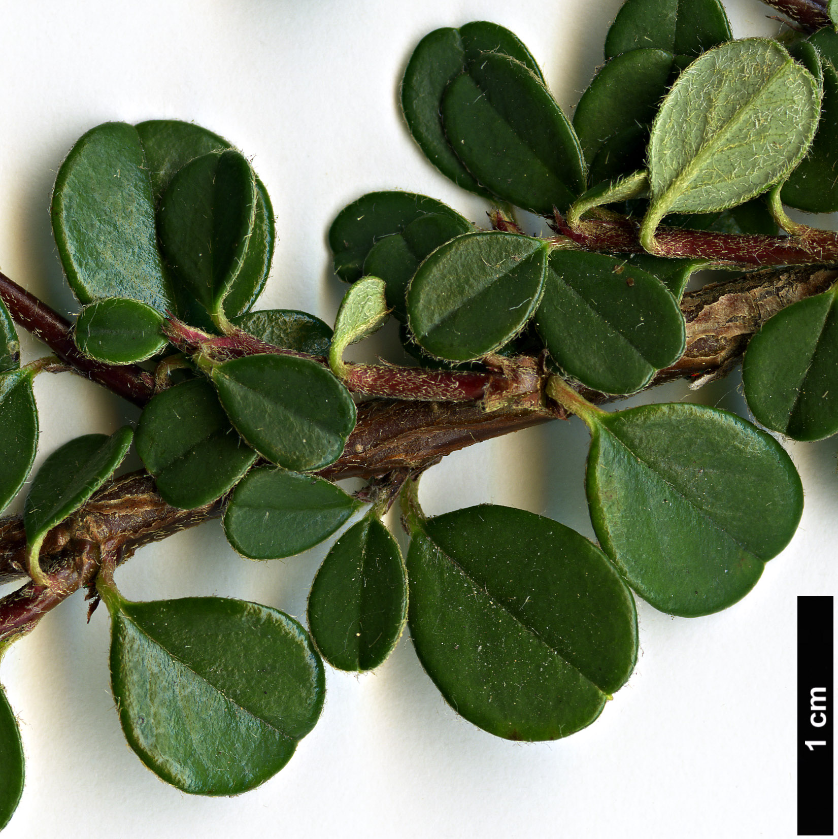 High resolution image: Family: Rosaceae - Genus: Cotoneaster - Taxon: microphyllus High resolution image: Family: Rosaceae - Genus: Cotoneaster - Taxon: microphyllus