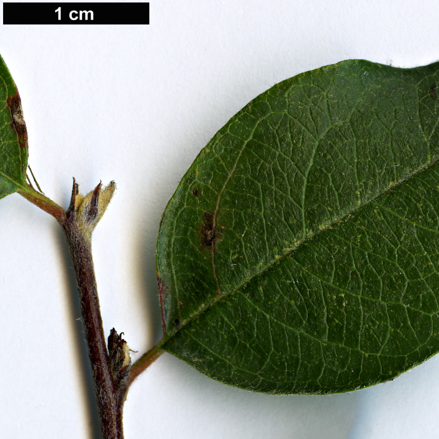 High resolution image: Family: Rosaceae - Genus: Cotoneaster - Taxon: mongolicus