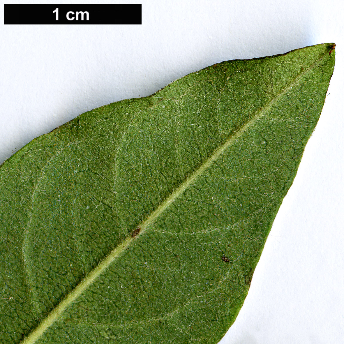 High resolution image: Family: Rosaceae - Genus: Cotoneaster - Taxon: mongolicus