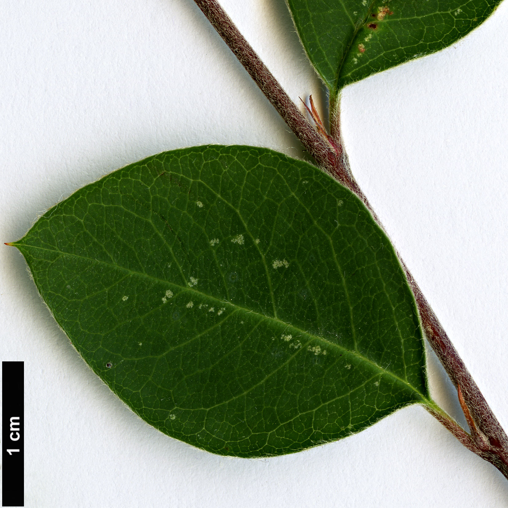 High resolution image: Family: Rosaceae - Genus: Cotoneaster - Taxon: morulus