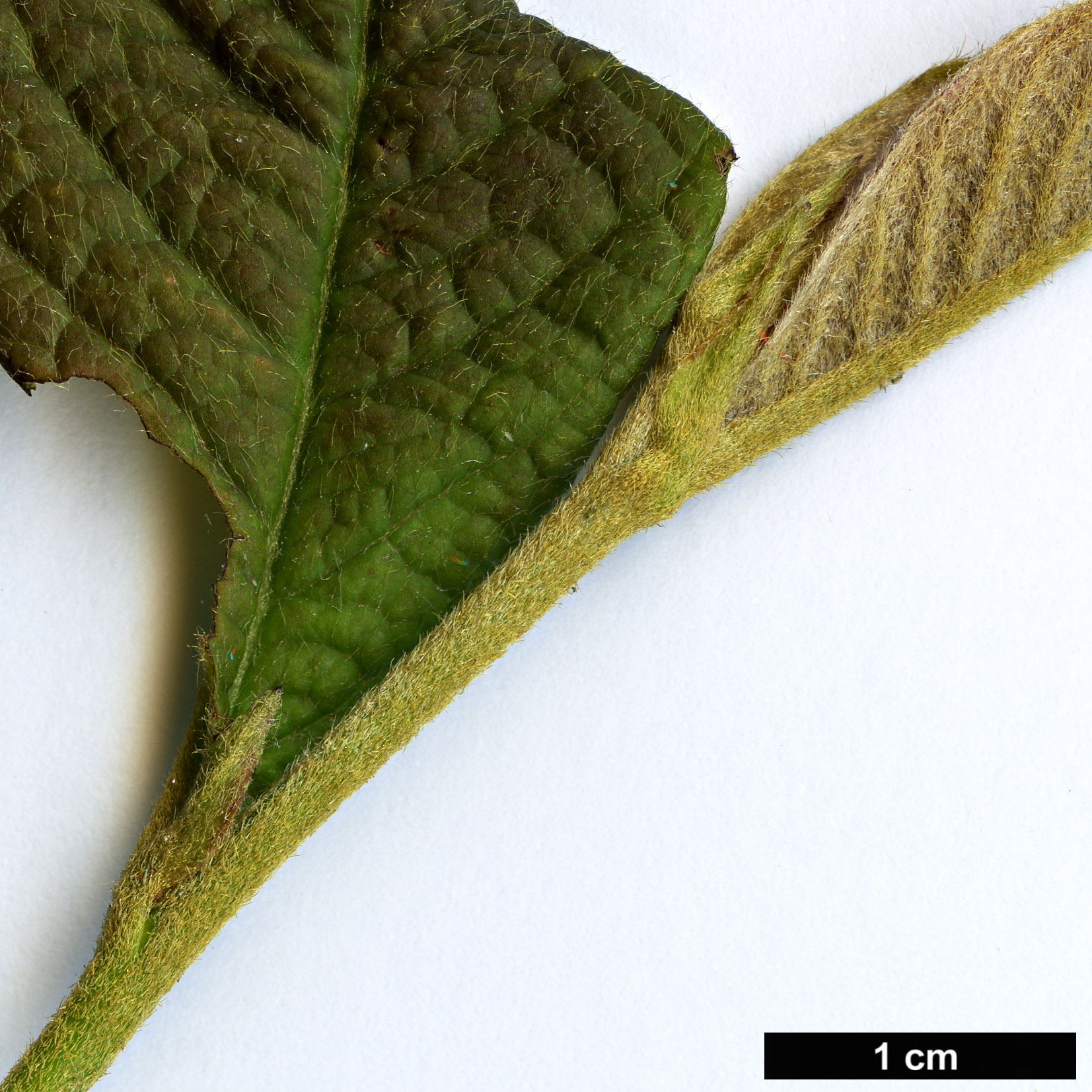 High resolution image: Family: Rosaceae - Genus: Cotoneaster - Taxon: moupinensis High resolution image: Family: Rosaceae - Genus: Cotoneaster - Taxon: moupinensis