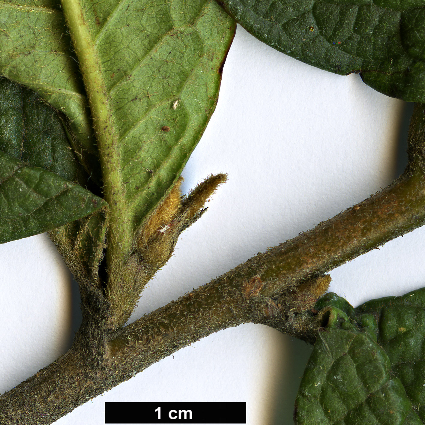 High resolution image: Family: Rosaceae - Genus: Cotoneaster - Taxon: moupinensis High resolution image: Family: Rosaceae - Genus: Cotoneaster - Taxon: moupinensis