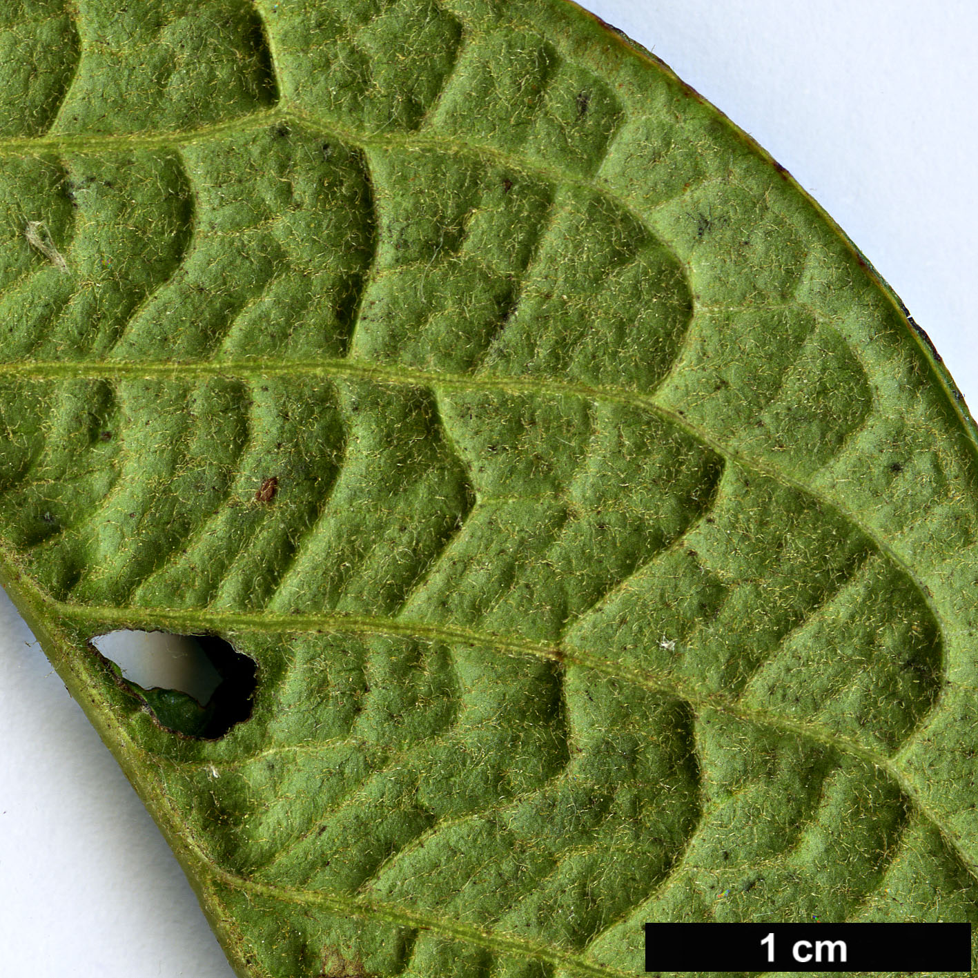 High resolution image: Family: Rosaceae - Genus: Cotoneaster - Taxon: moupinensis High resolution image: Family: Rosaceae - Genus: Cotoneaster - Taxon: moupinensis