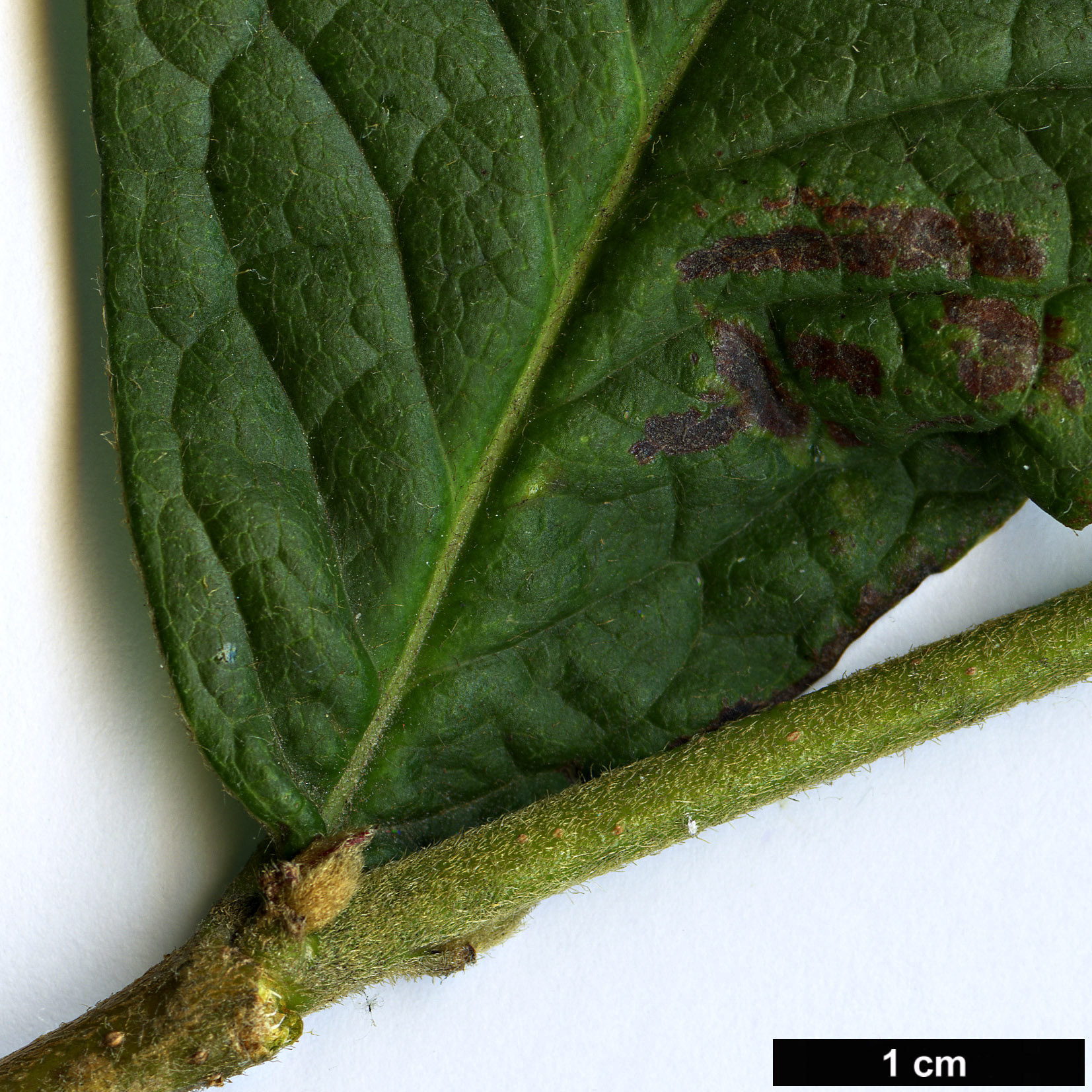 High resolution image: Family: Rosaceae - Genus: Cotoneaster - Taxon: moupinensis High resolution image: Family: Rosaceae - Genus: Cotoneaster - Taxon: moupinensis