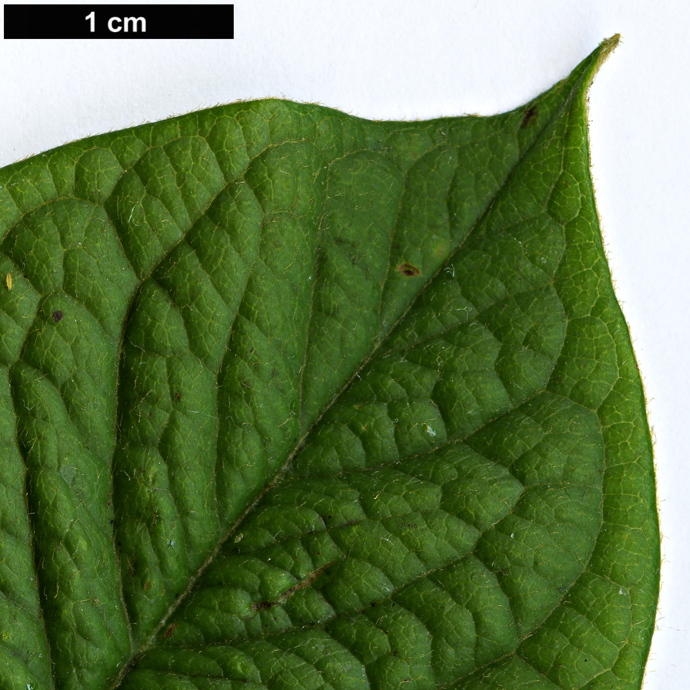 High resolution image: Family: Rosaceae - Genus: Cotoneaster - Taxon: moupinensis High resolution image: Family: Rosaceae - Genus: Cotoneaster - Taxon: moupinensis