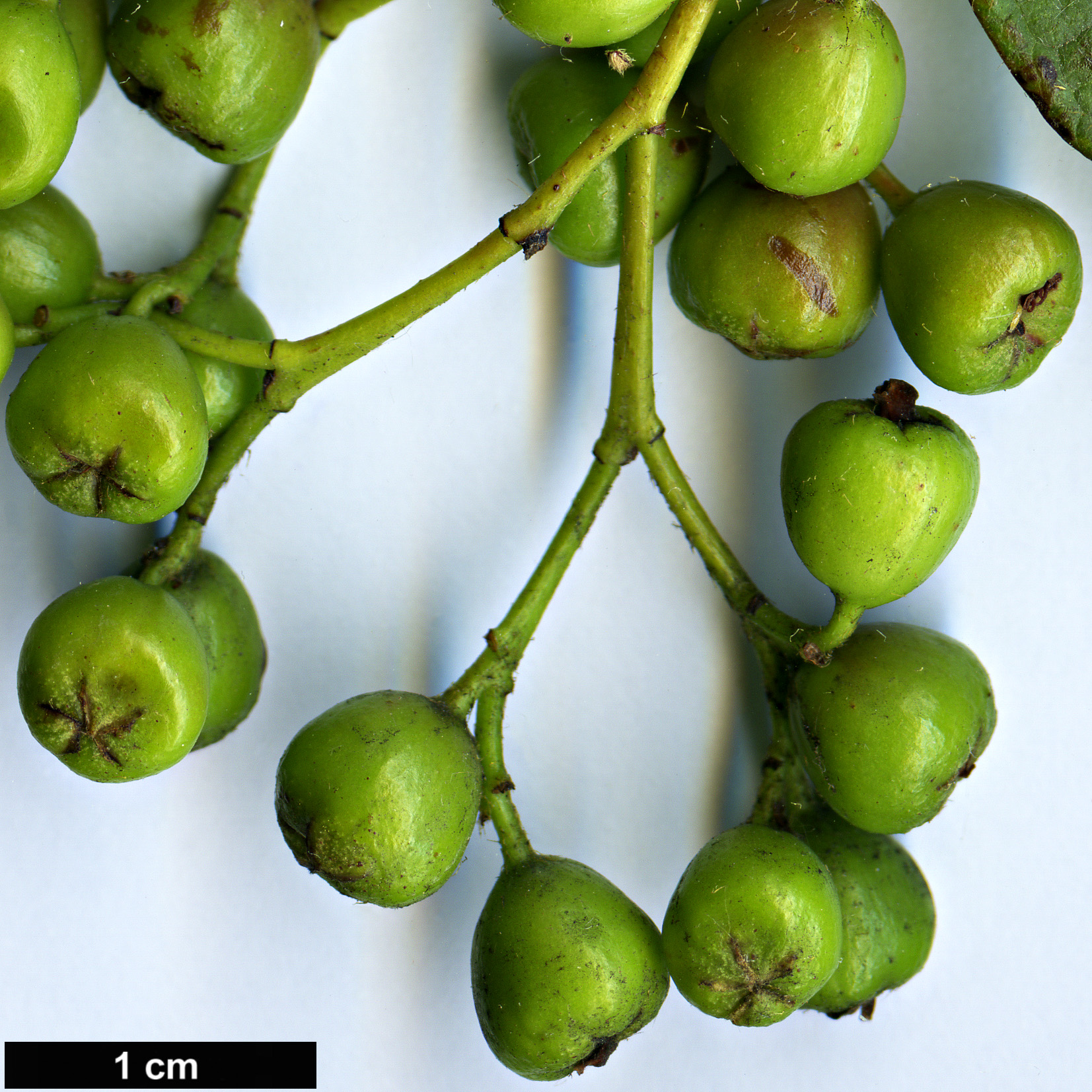 High resolution image: Family: Rosaceae - Genus: Cotoneaster - Taxon: moupinensis High resolution image: Family: Rosaceae - Genus: Cotoneaster - Taxon: moupinensis