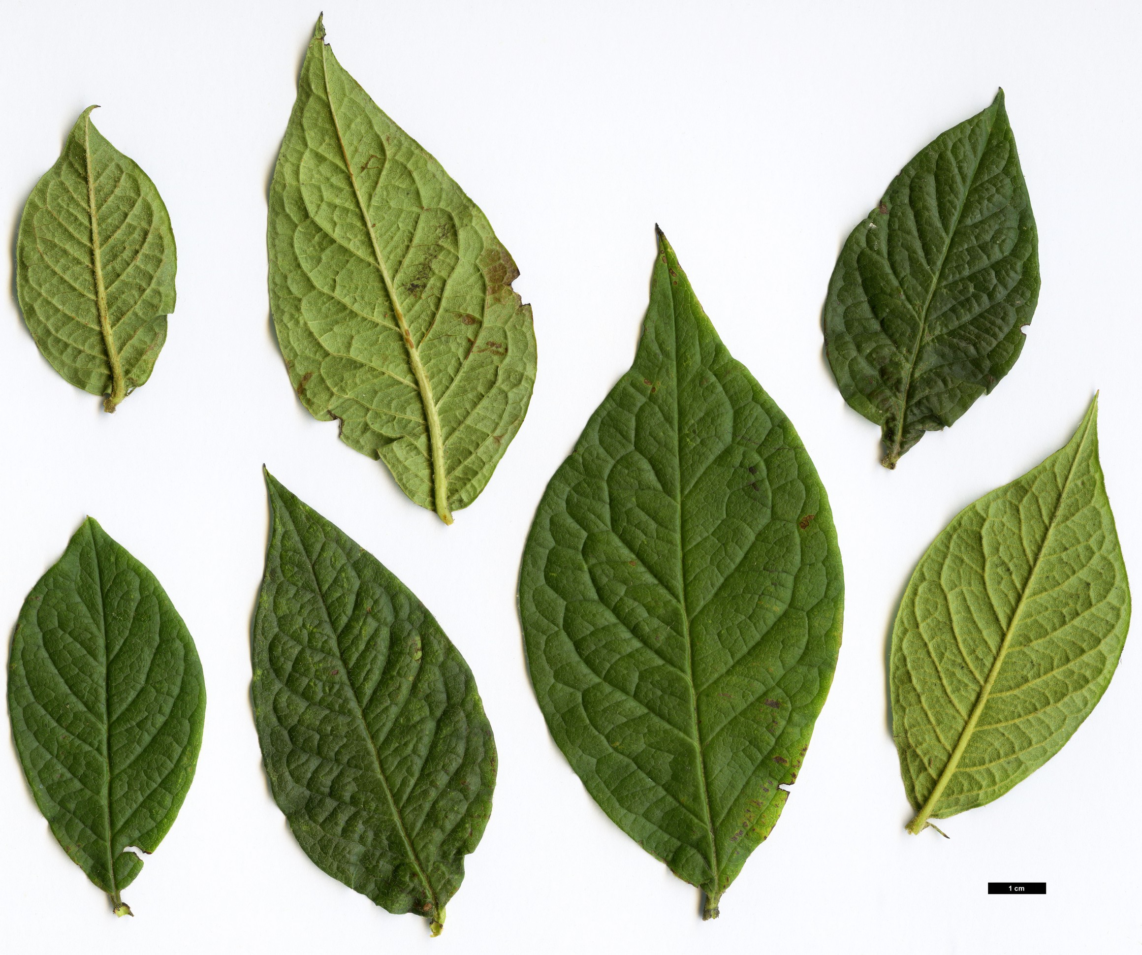 High resolution image: Family: Rosaceae - Genus: Cotoneaster - Taxon: moupinensis High resolution image: Family: Rosaceae - Genus: Cotoneaster - Taxon: moupinensis