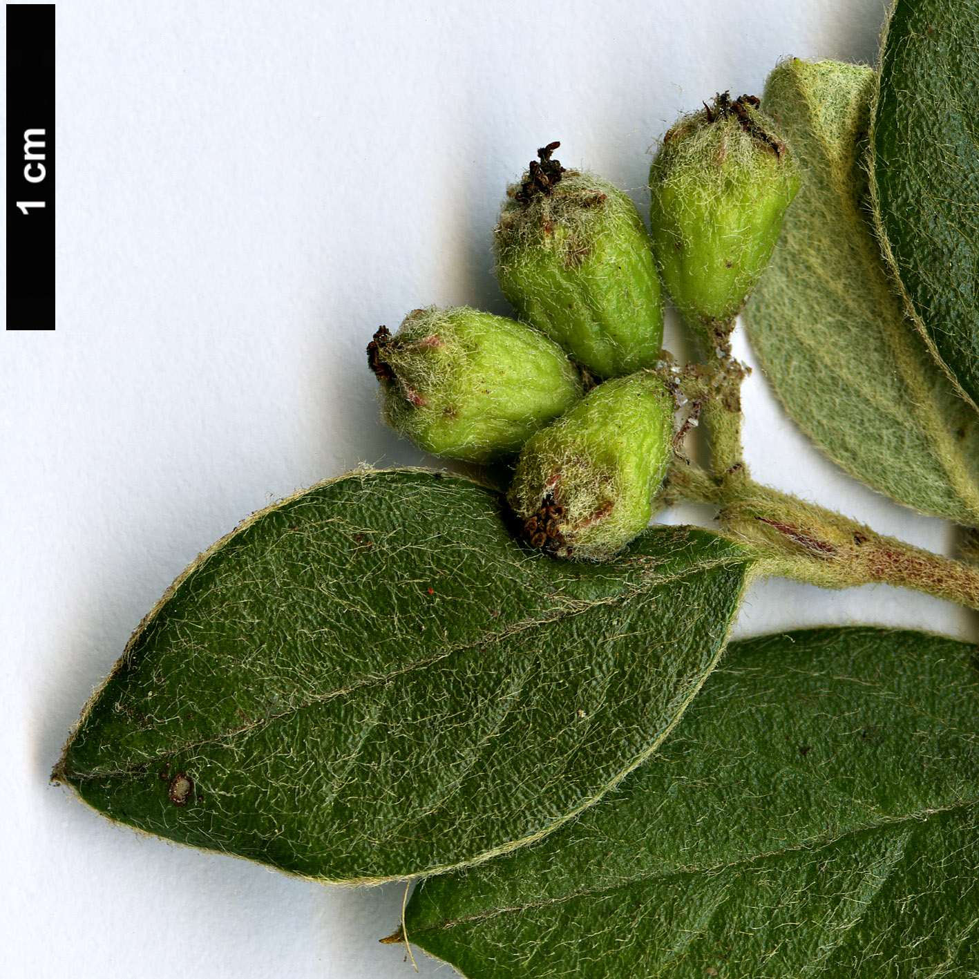 High resolution image: Family: Rosaceae - Genus: Cotoneaster - Taxon: naoujanensis