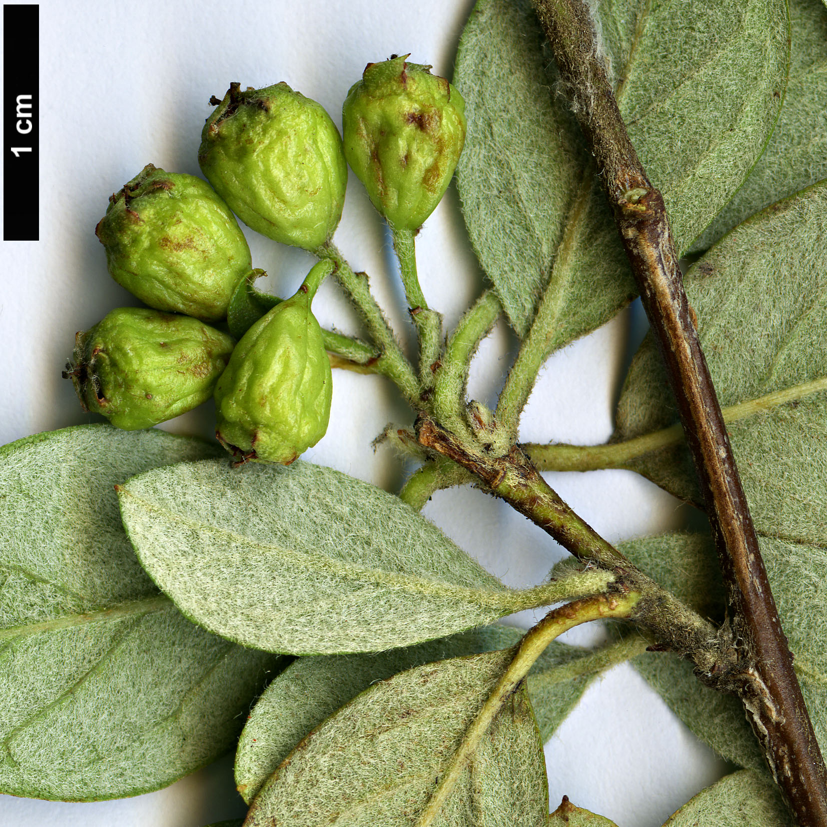 High resolution image: Family: Rosaceae - Genus: Cotoneaster - Taxon: naoujanensis