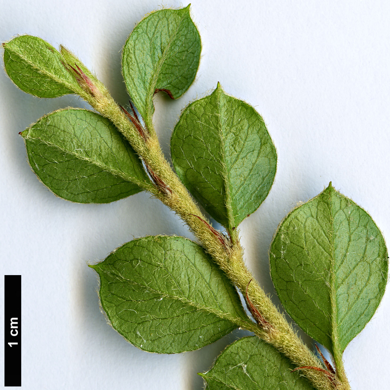 High resolution image: Family: Rosaceae - Genus: Cotoneaster - Taxon: natmataungensis