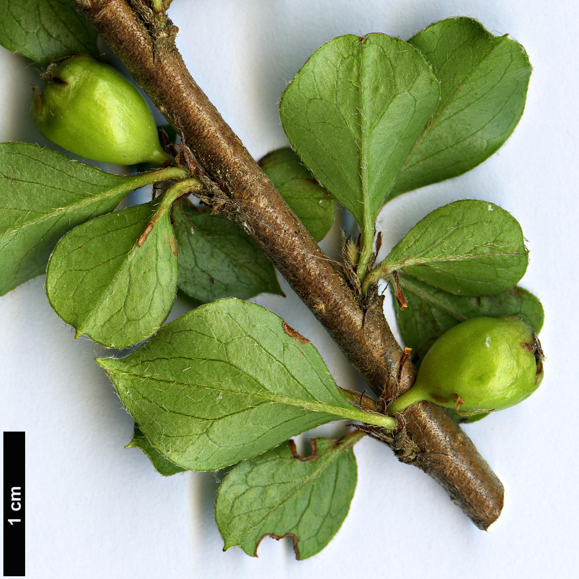 High resolution image: Family: Rosaceae - Genus: Cotoneaster - Taxon: natmataungensis
