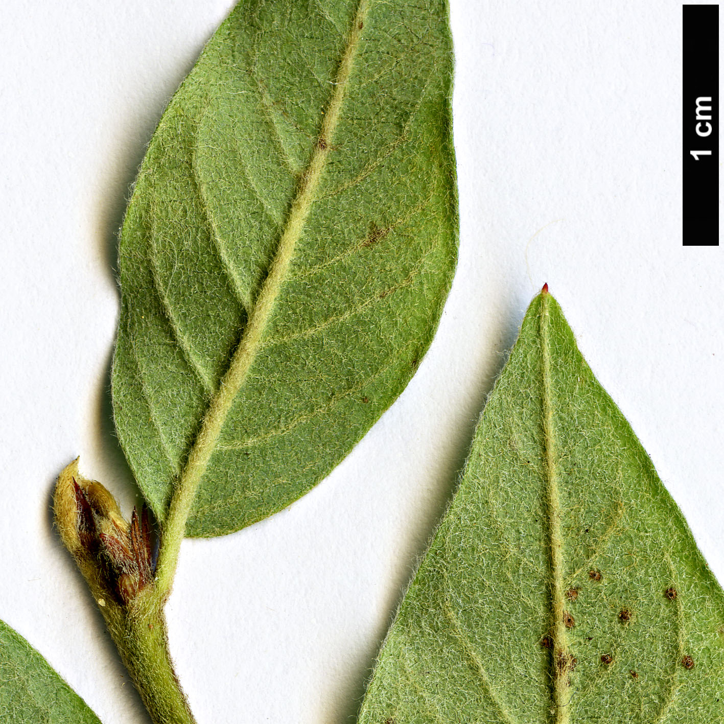 High resolution image: Family: Rosaceae - Genus: Cotoneaster - Taxon: nedoluzhkoi