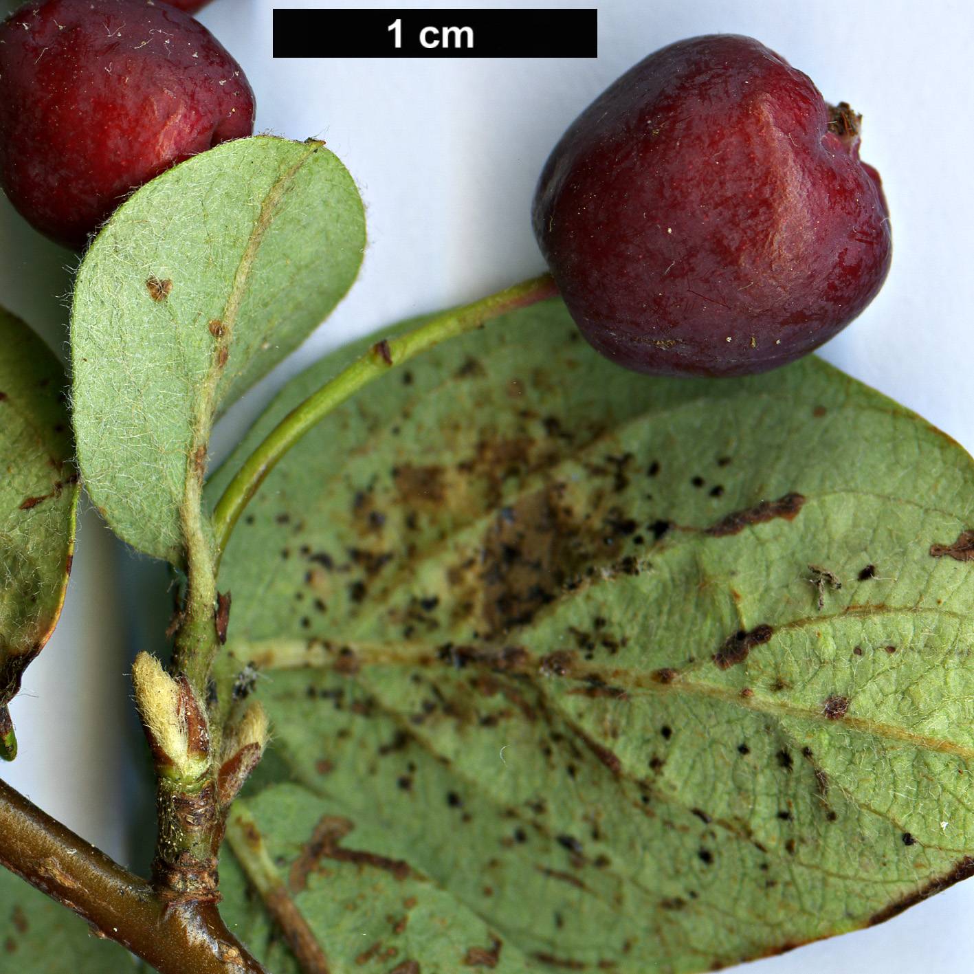 High resolution image: Family: Rosaceae - Genus: Cotoneaster - Taxon: nedoluzhkoi