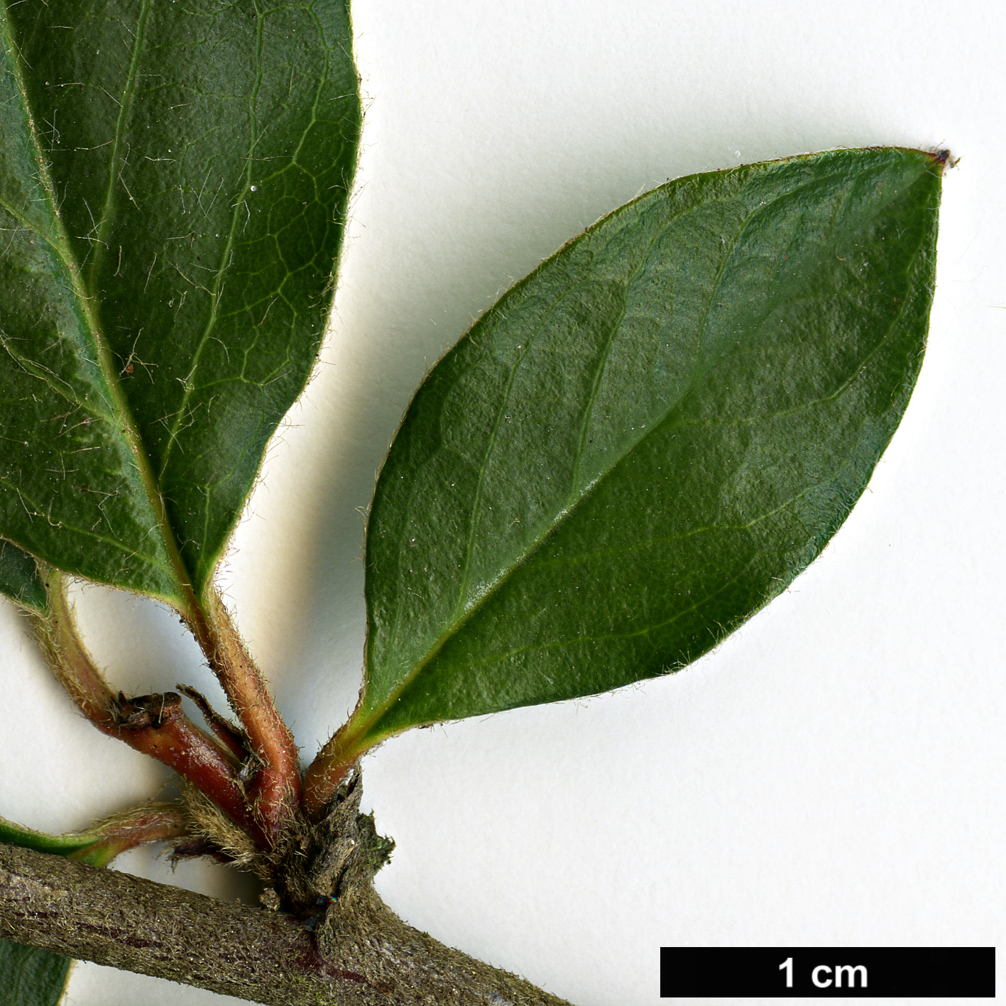 High resolution image: Family: Rosaceae - Genus: Cotoneaster - Taxon: nepalensis