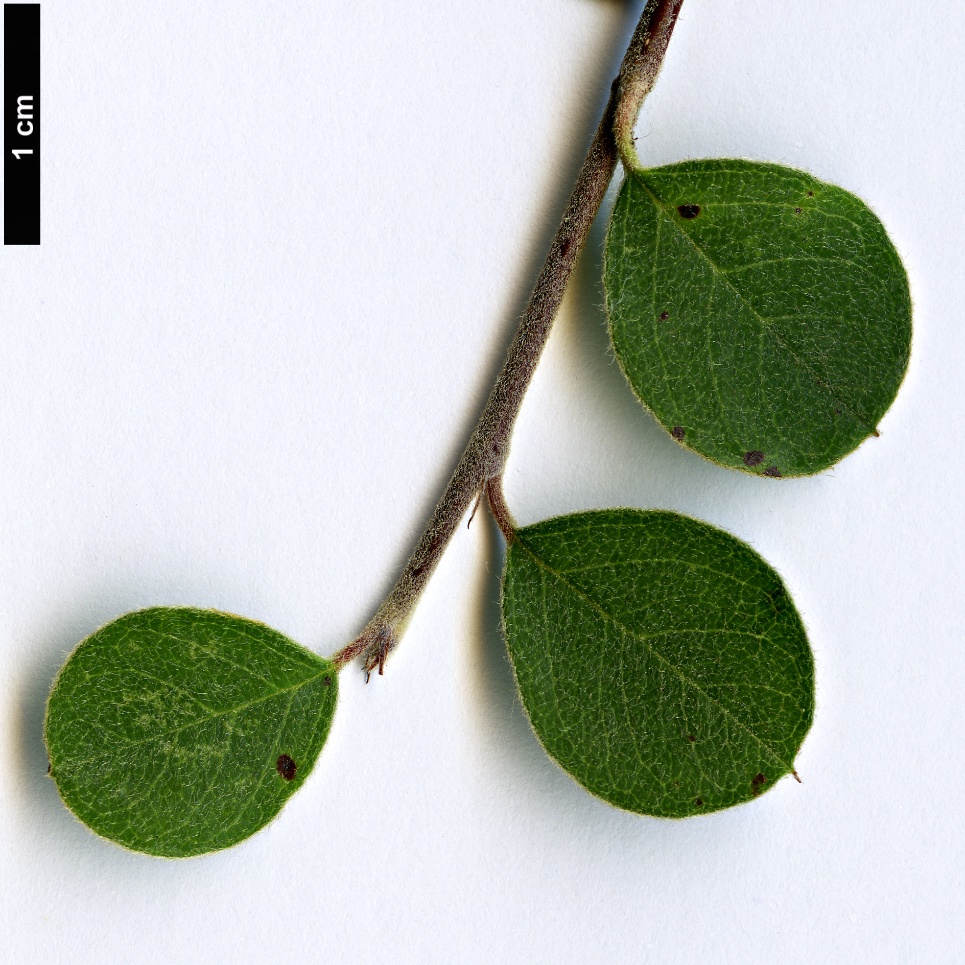 High resolution image: Family: Rosaceae - Genus: Cotoneaster - Taxon: nummularioides