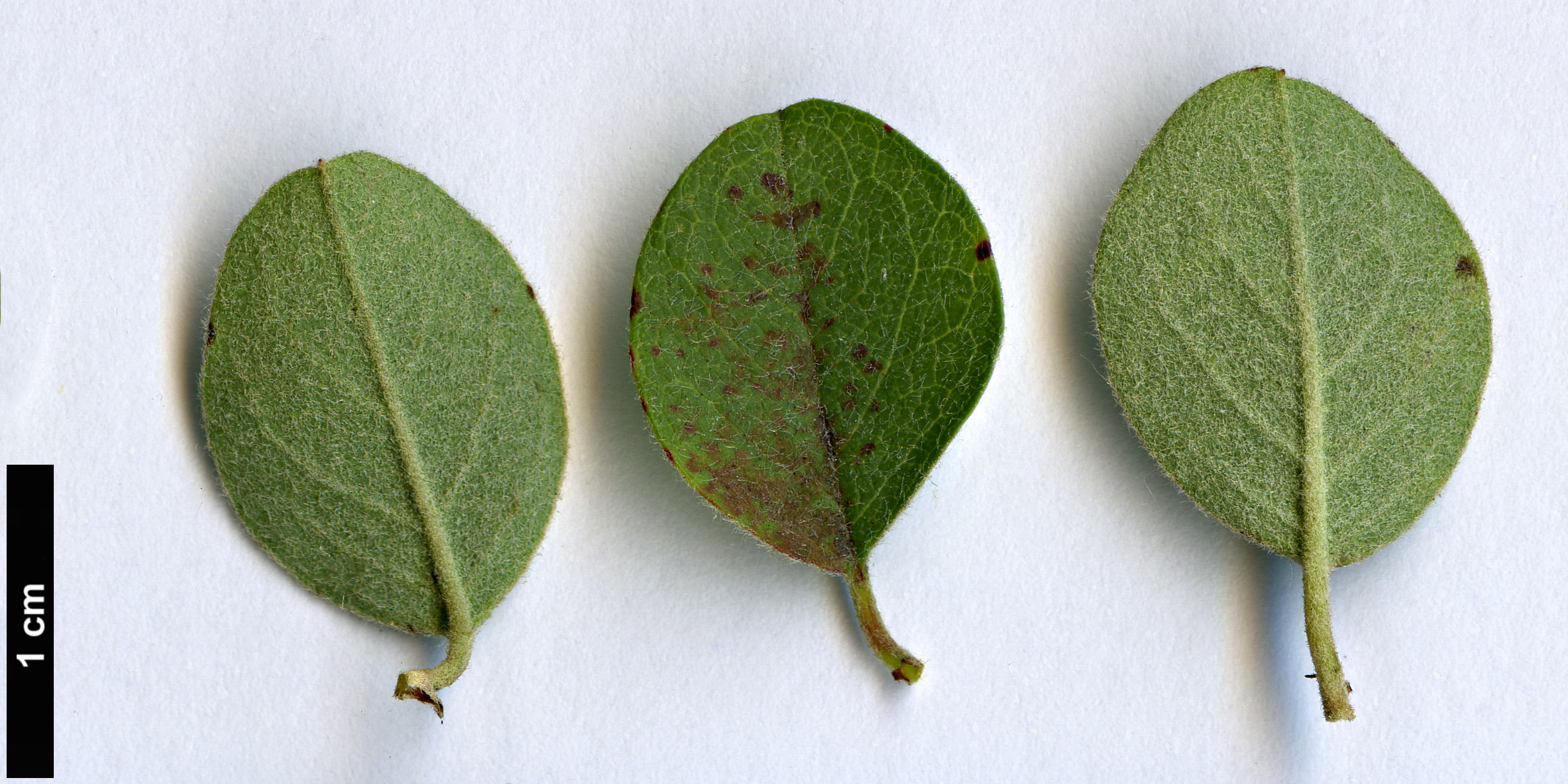 High resolution image: Family: Rosaceae - Genus: Cotoneaster - Taxon: nummularioides