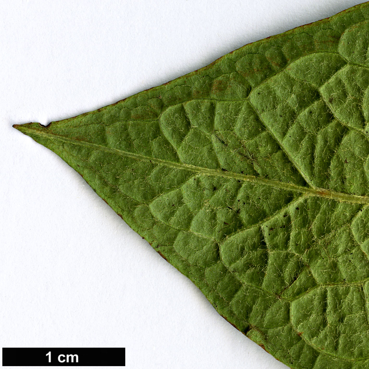 High resolution image: Family: Rosaceae - Genus: Cotoneaster - Taxon: ogisui