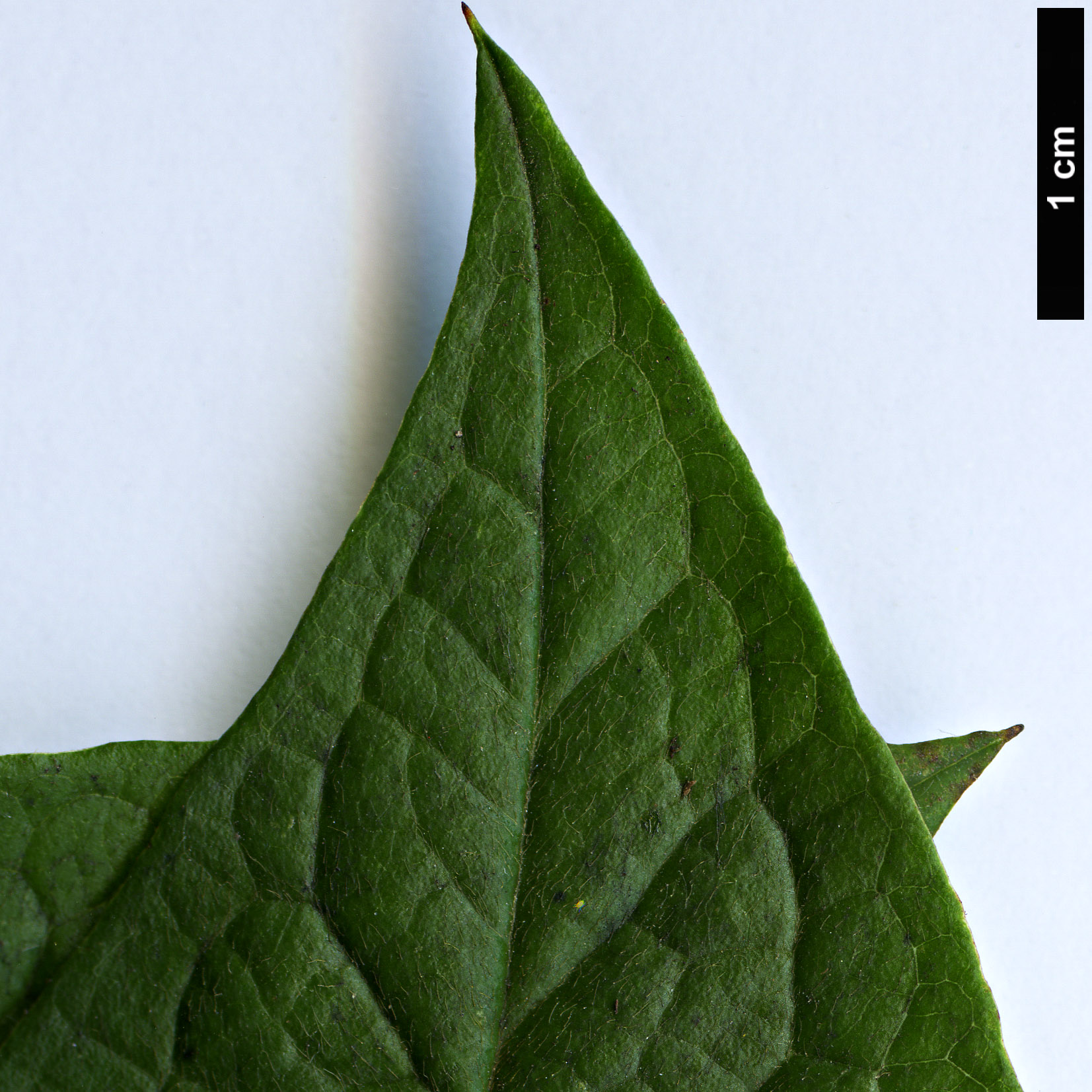 High resolution image: Family: Rosaceae - Genus: Cotoneaster - Taxon: ogisui