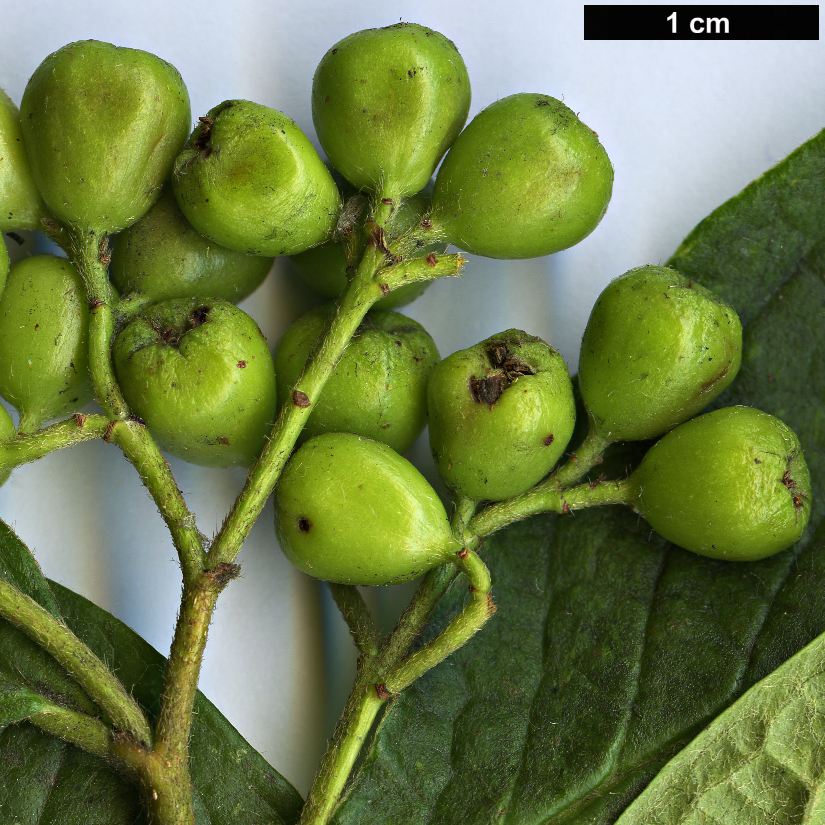 High resolution image: Family: Rosaceae - Genus: Cotoneaster - Taxon: ogisui