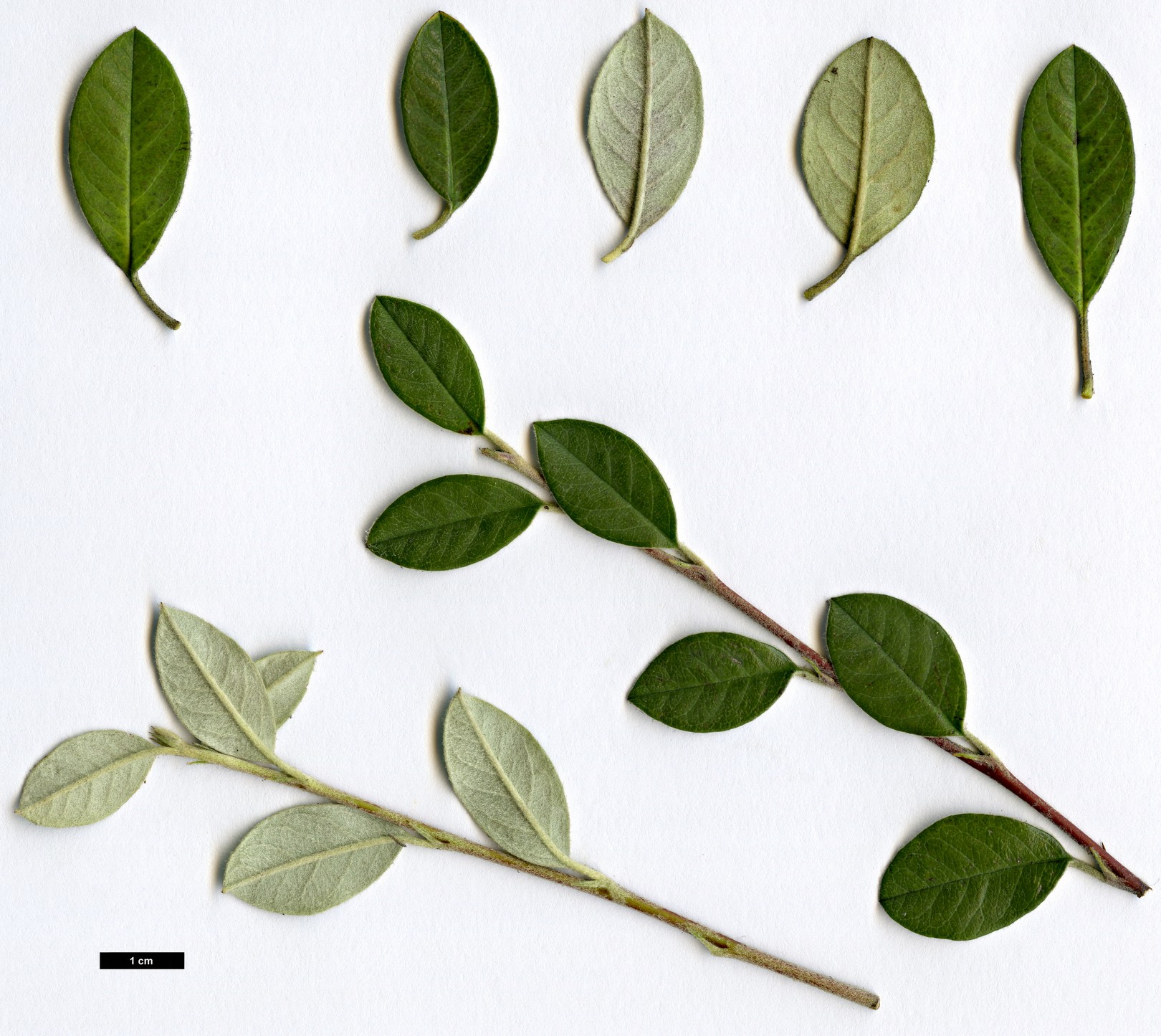 High resolution image: Family: Rosaceae - Genus: Cotoneaster - Taxon: pannosus High resolution image: Family: Rosaceae - Genus: Cotoneaster - Taxon: pannosus