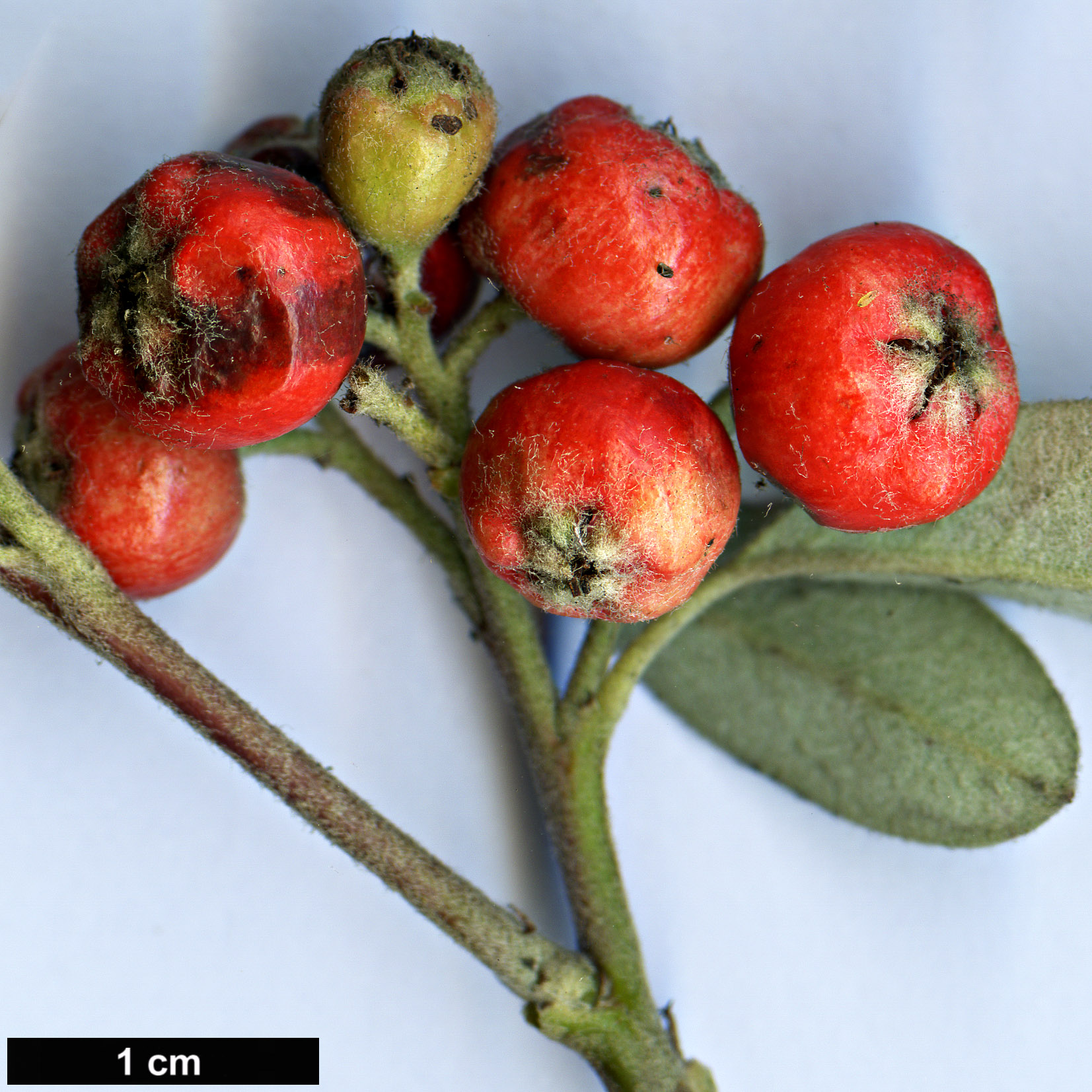 High resolution image: Family: Rosaceae - Genus: Cotoneaster - Taxon: pannosus