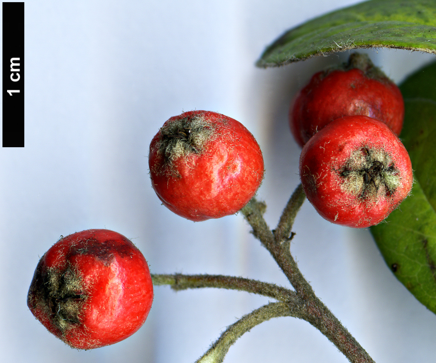 High resolution image: Family: Rosaceae - Genus: Cotoneaster - Taxon: pannosus