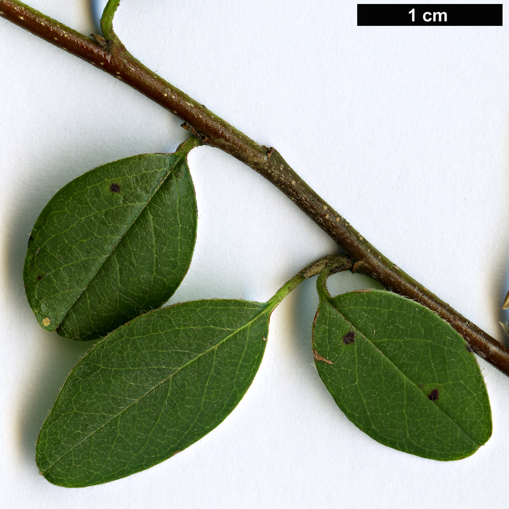 High resolution image: Family: Rosaceae - Genus: Cotoneaster - Taxon: parnassicus