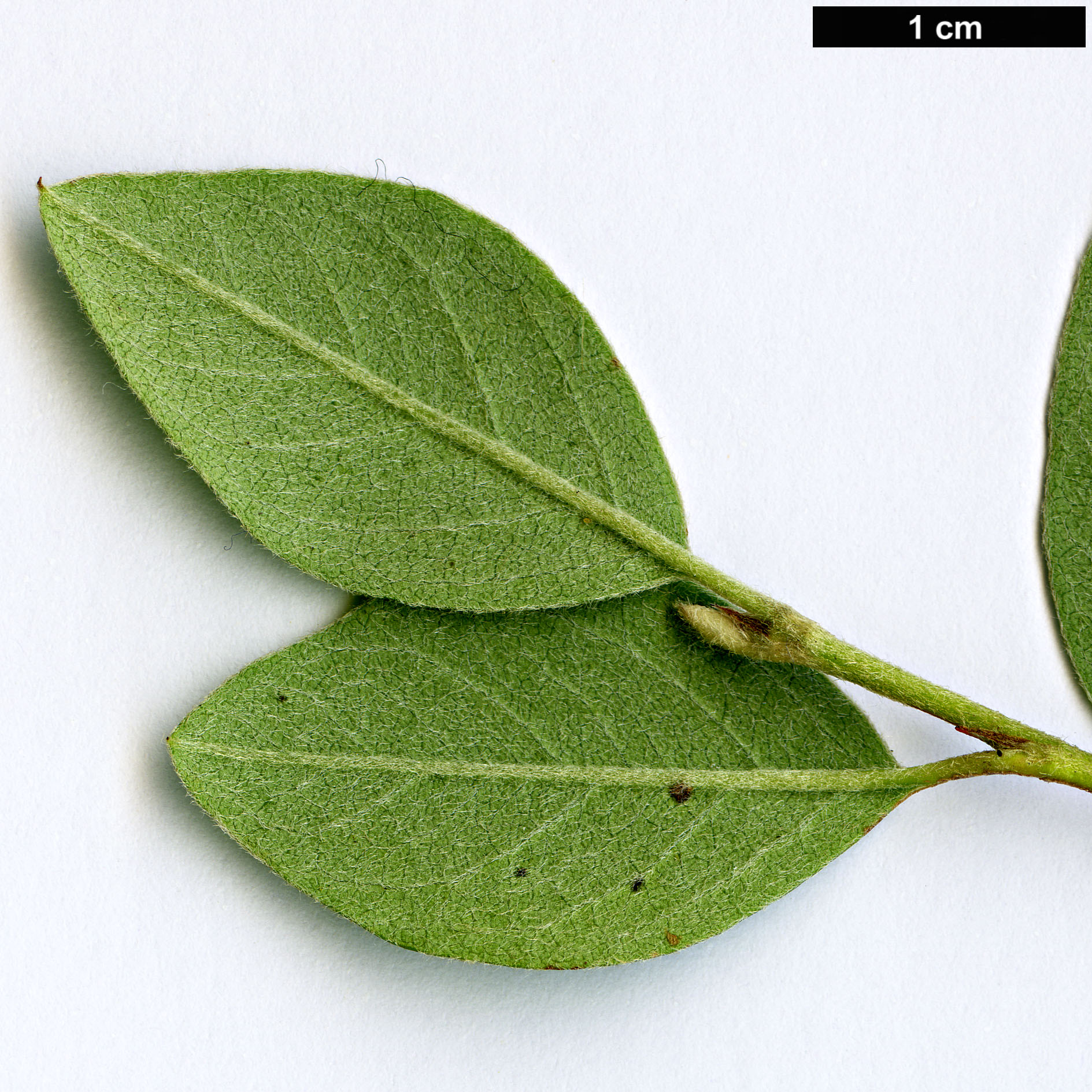 High resolution image: Family: Rosaceae - Genus: Cotoneaster - Taxon: parnassicus