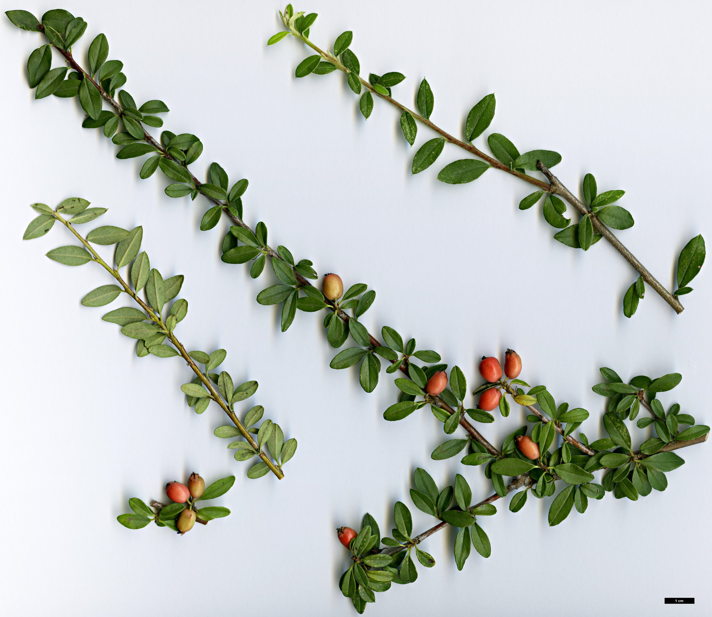 High resolution image: Family: Rosaceae - Genus: Cotoneaster - Taxon: pluriflorus