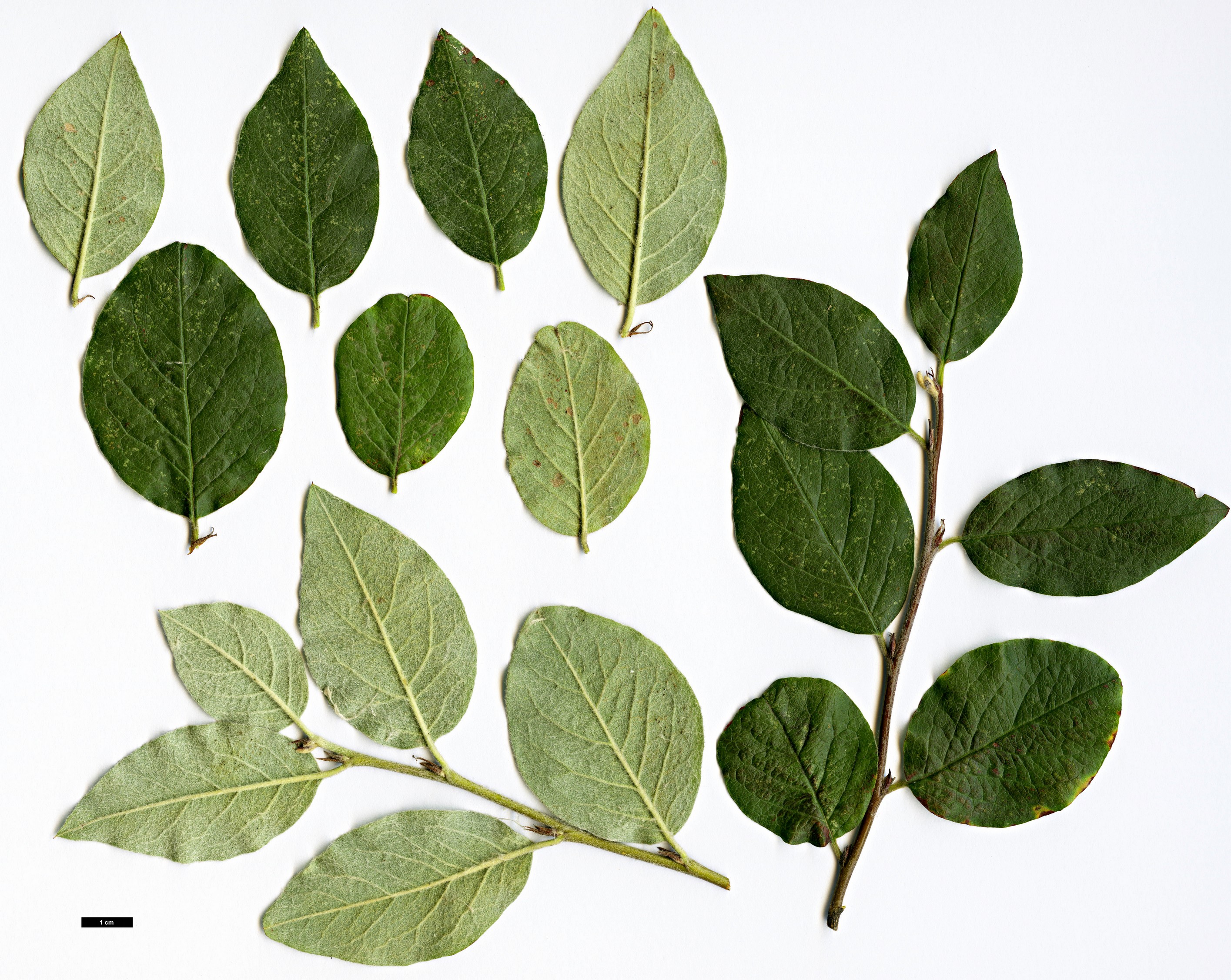 High resolution image: Family: Rosaceae - Genus: Cotoneaster - Taxon: polyanthemus