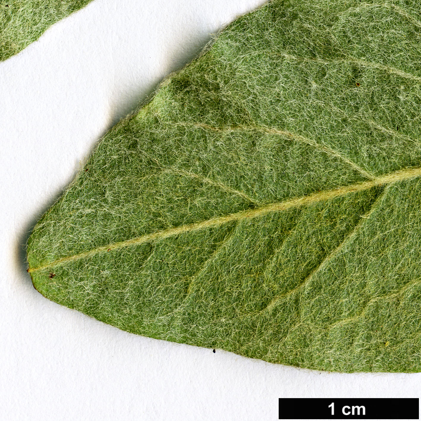 High resolution image: Family: Rosaceae - Genus: Cotoneaster - Taxon: polyanthemus