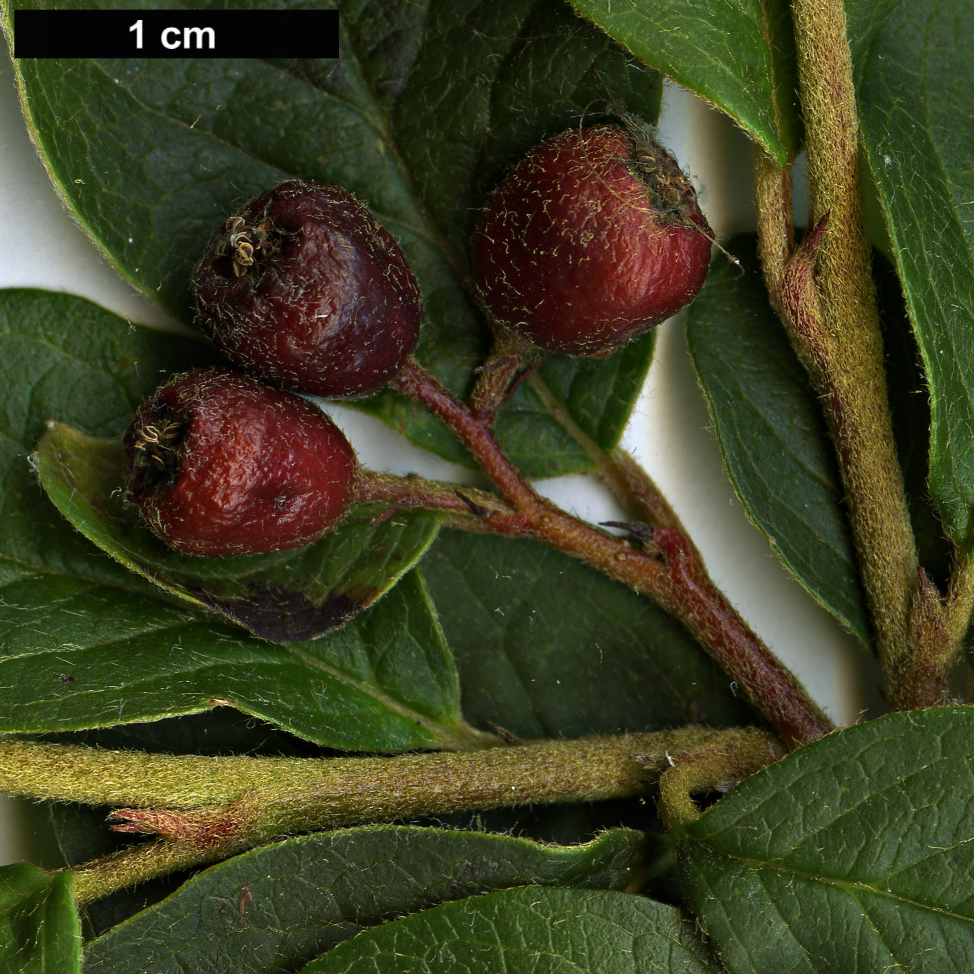 High resolution image: Family: Rosaceae - Genus: Cotoneaster - Taxon: pseudoambiguus